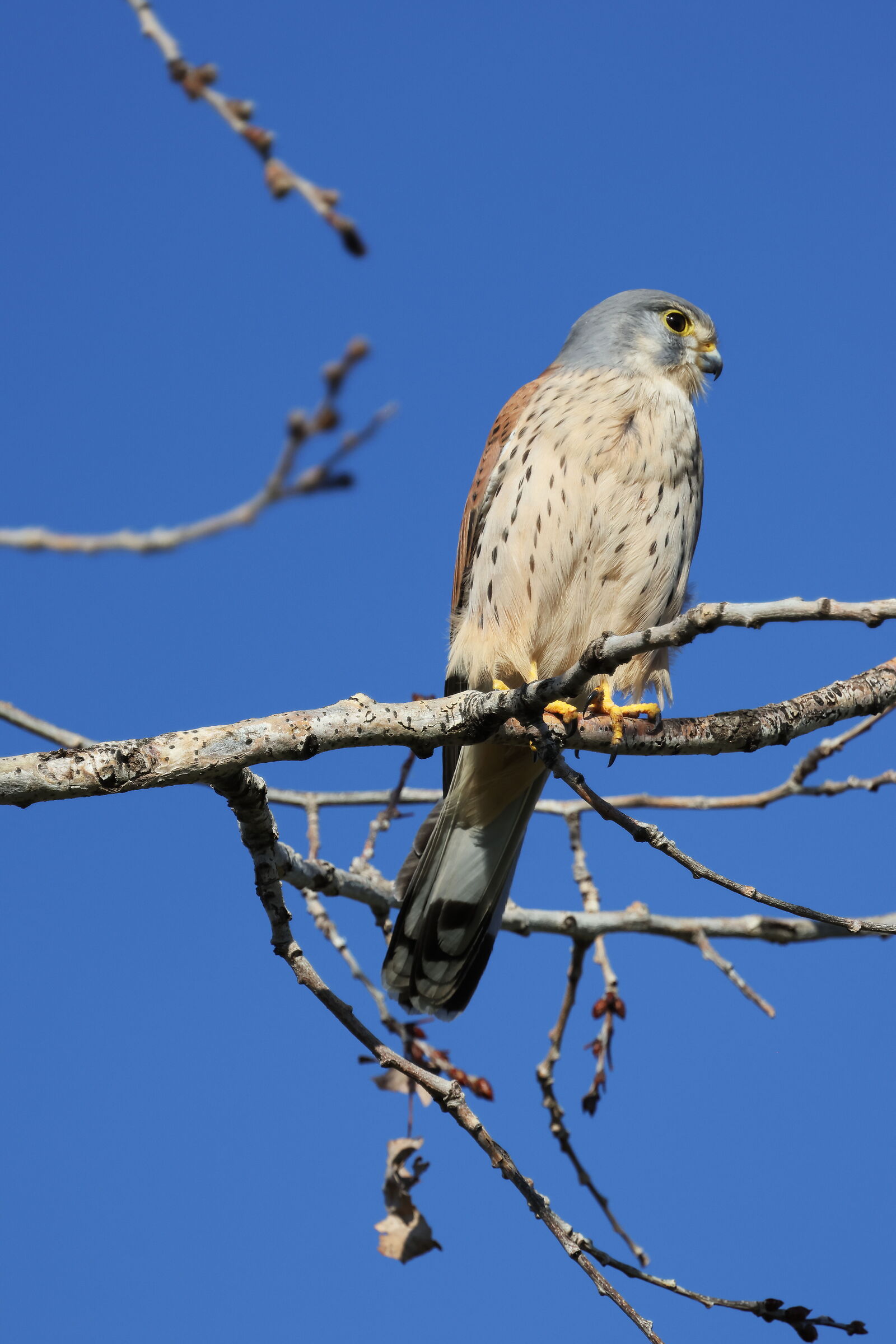 Kestrel centocelle