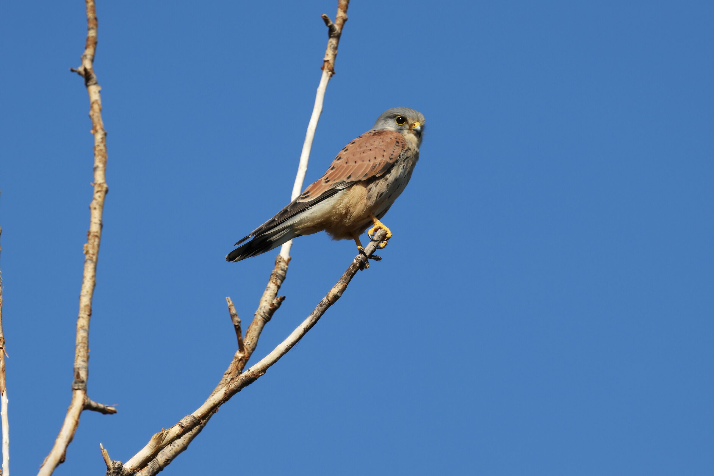 Kestrel centocelle