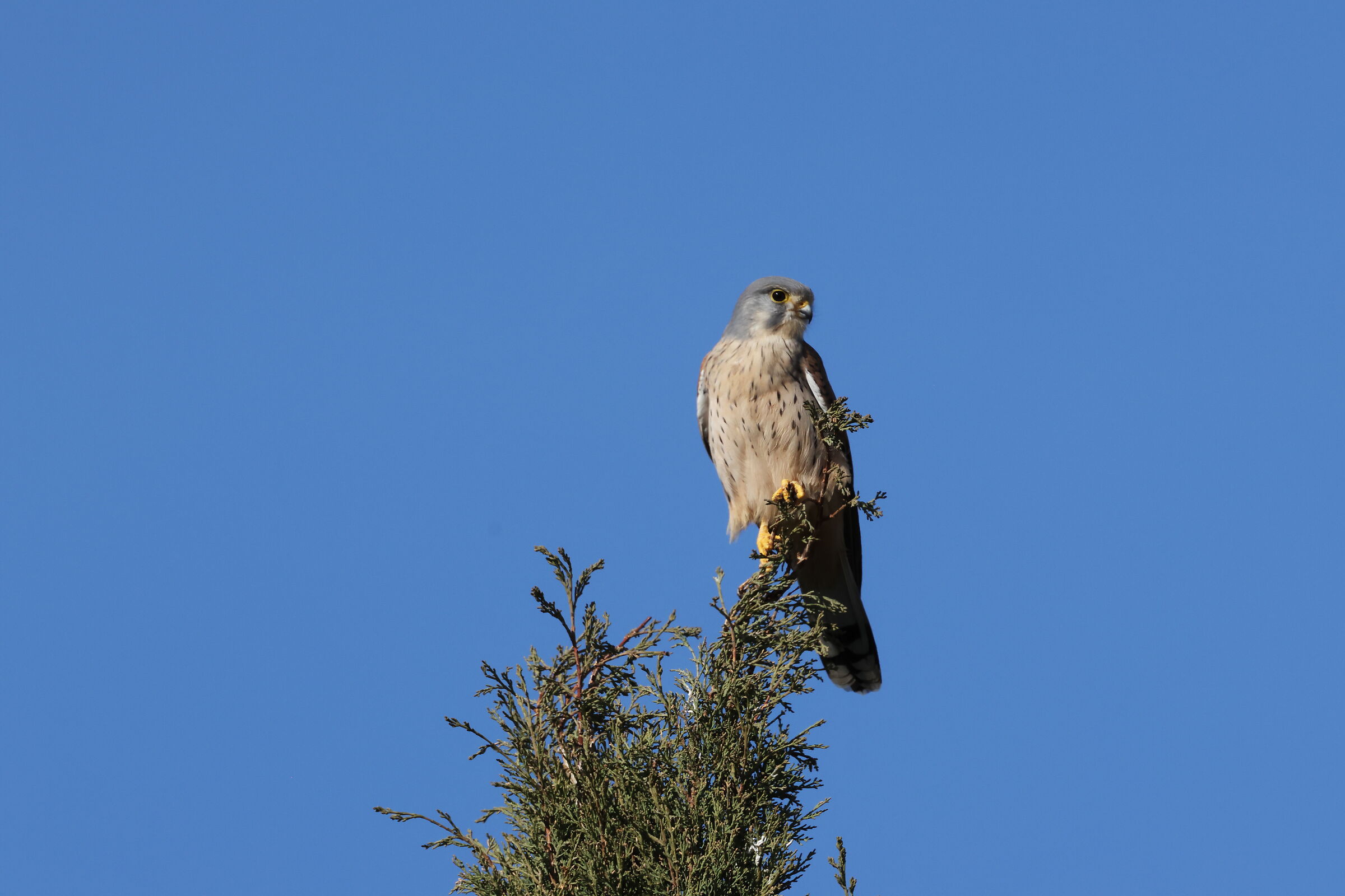 Kestrel centocelle