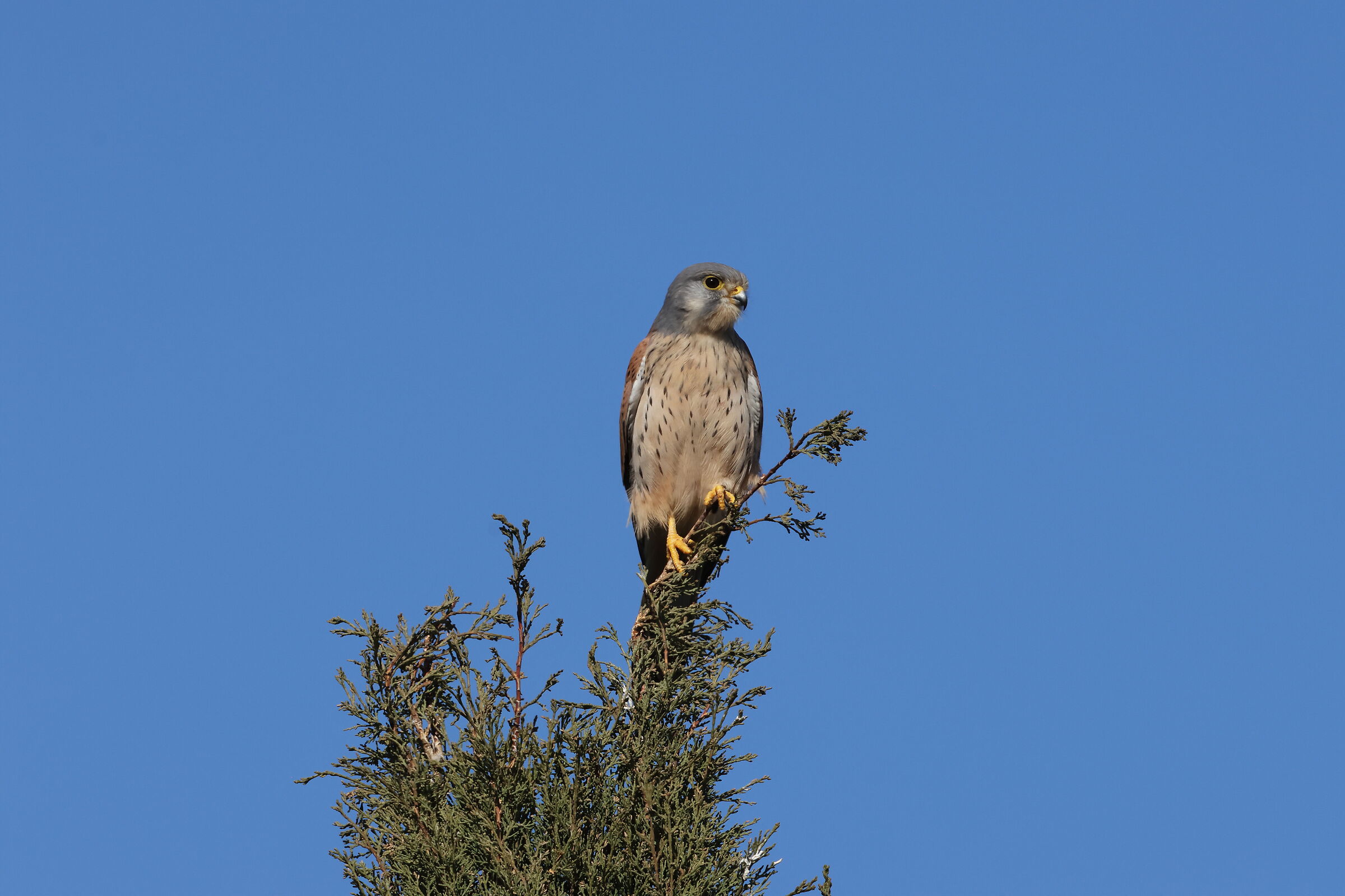 Kestrel centocelle