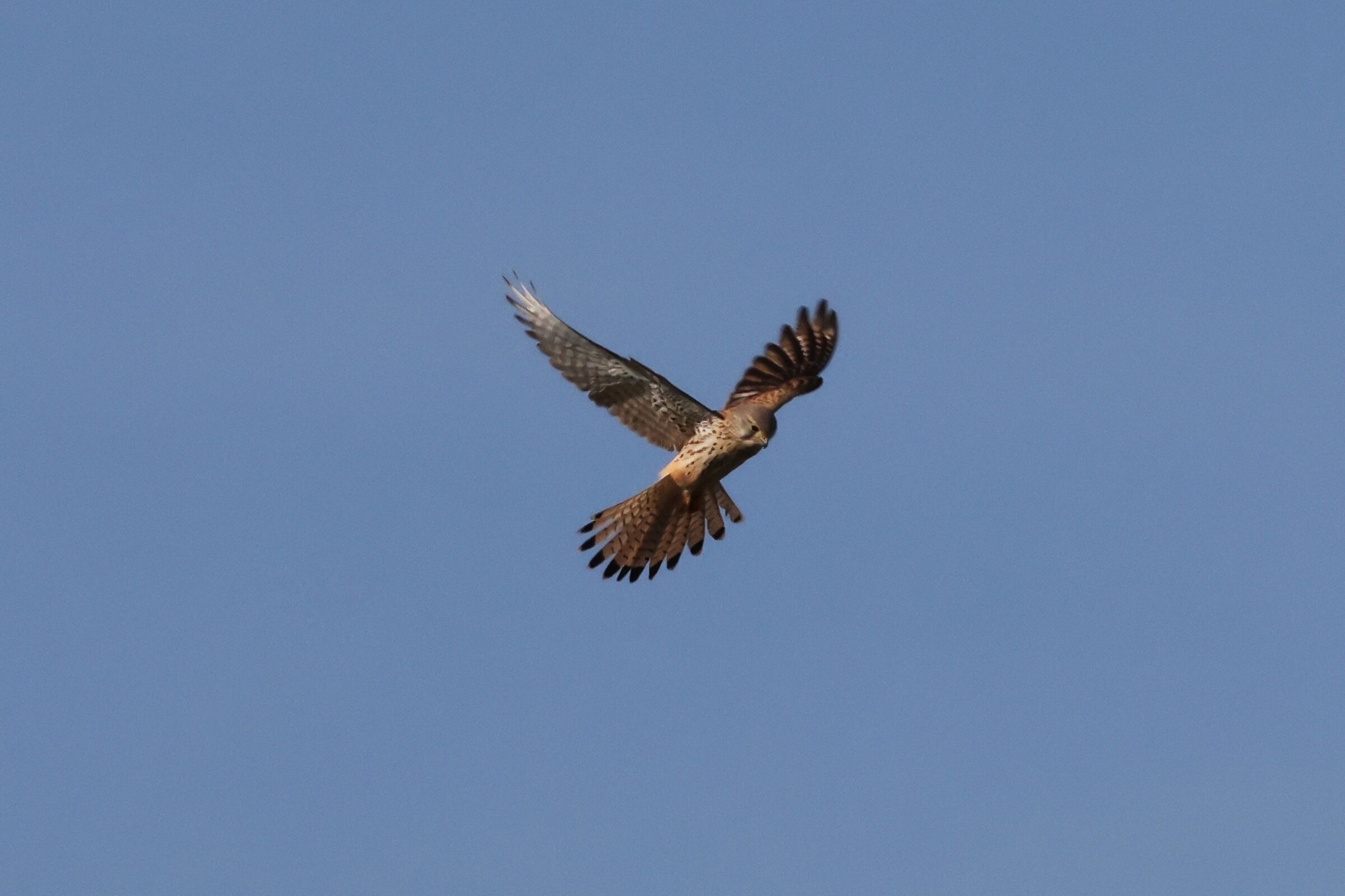 Kestrel centocelle