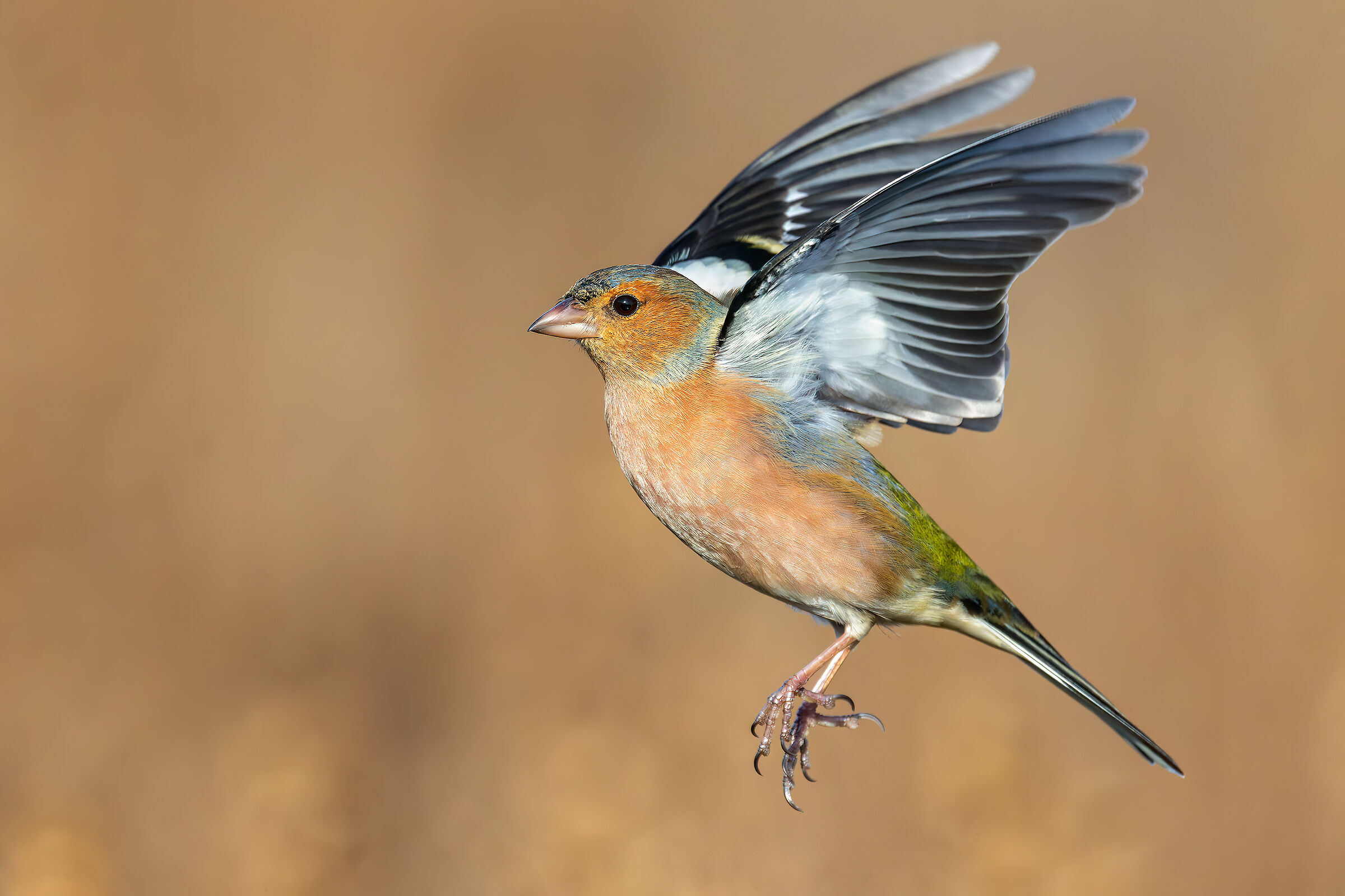 Chaffinch