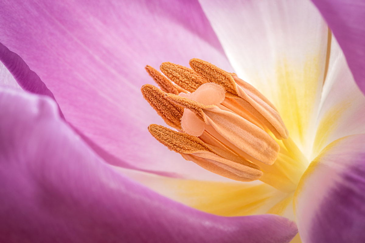 Tulipano