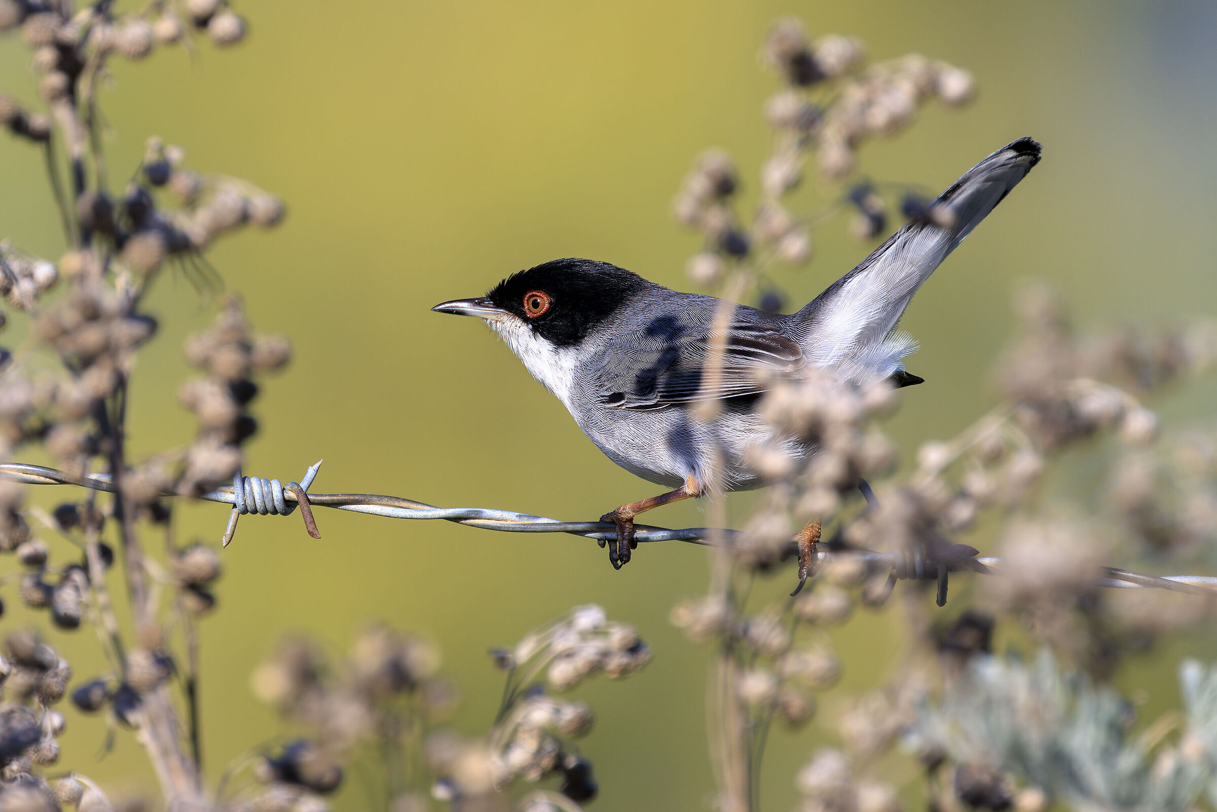 Warbler (M)