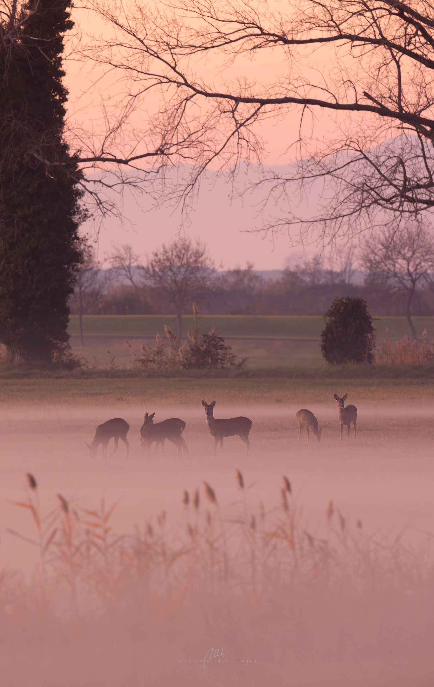Mist at sunset