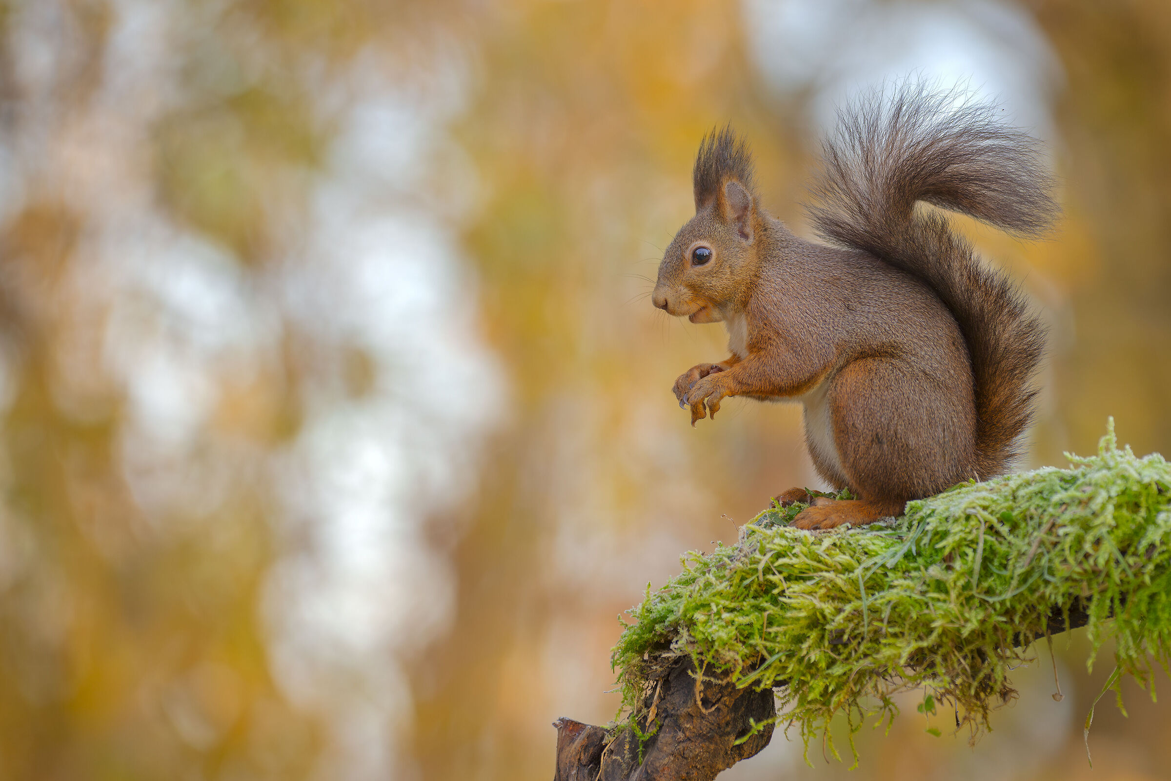 Common squirrel