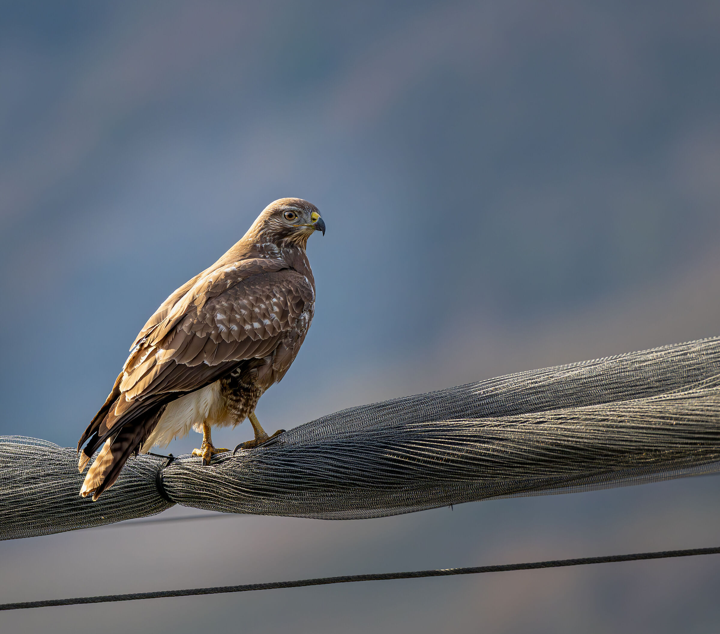 Time to hunt - Buzzard