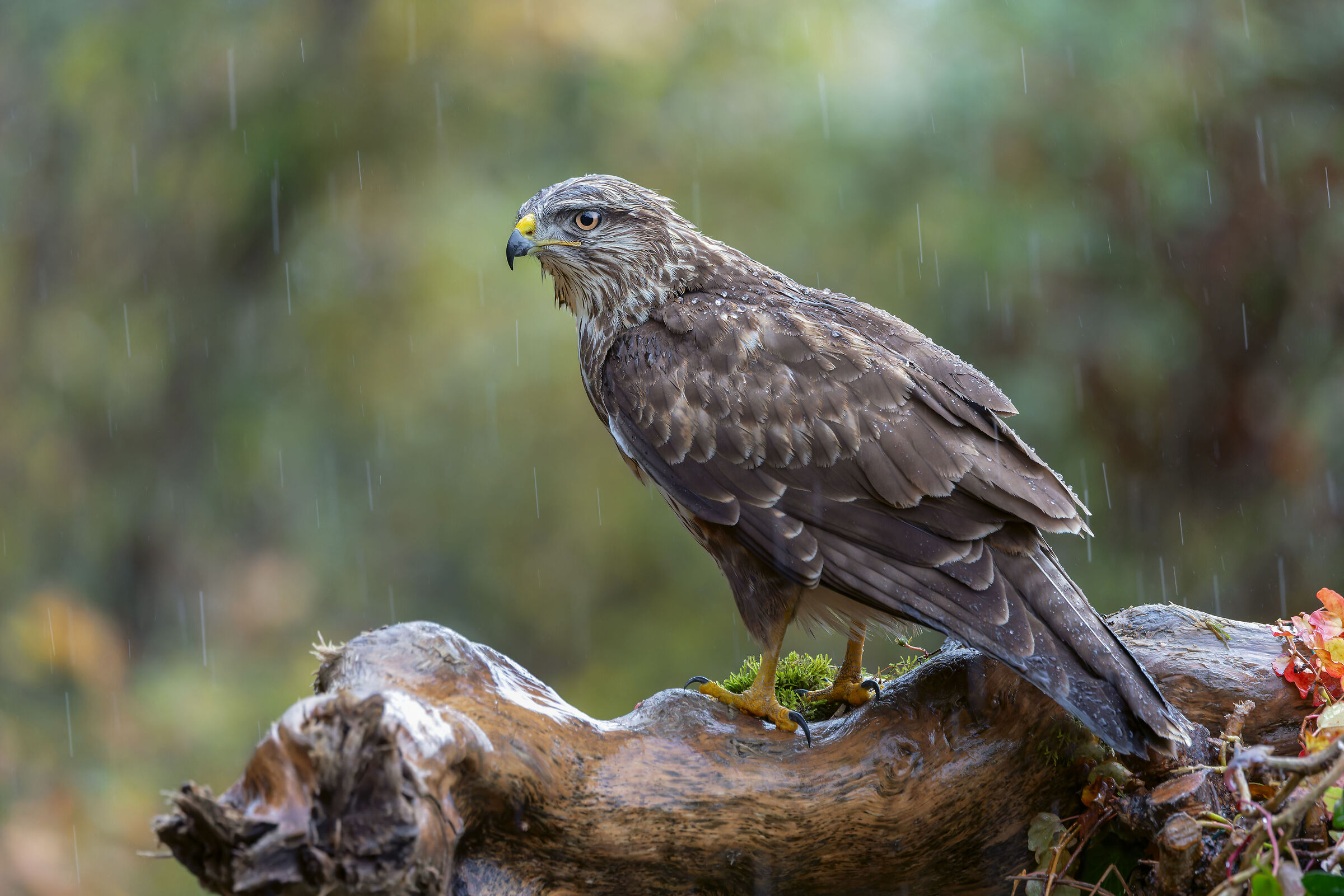 buzzard
