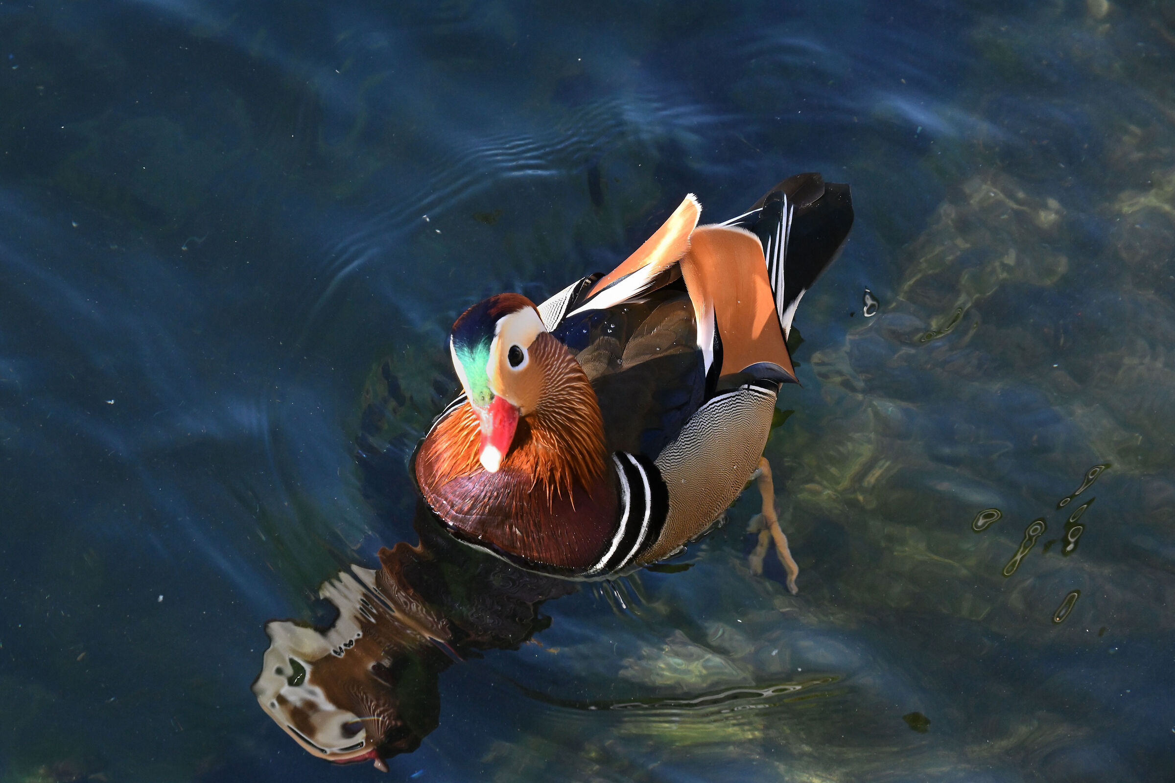 Così bella e colorata