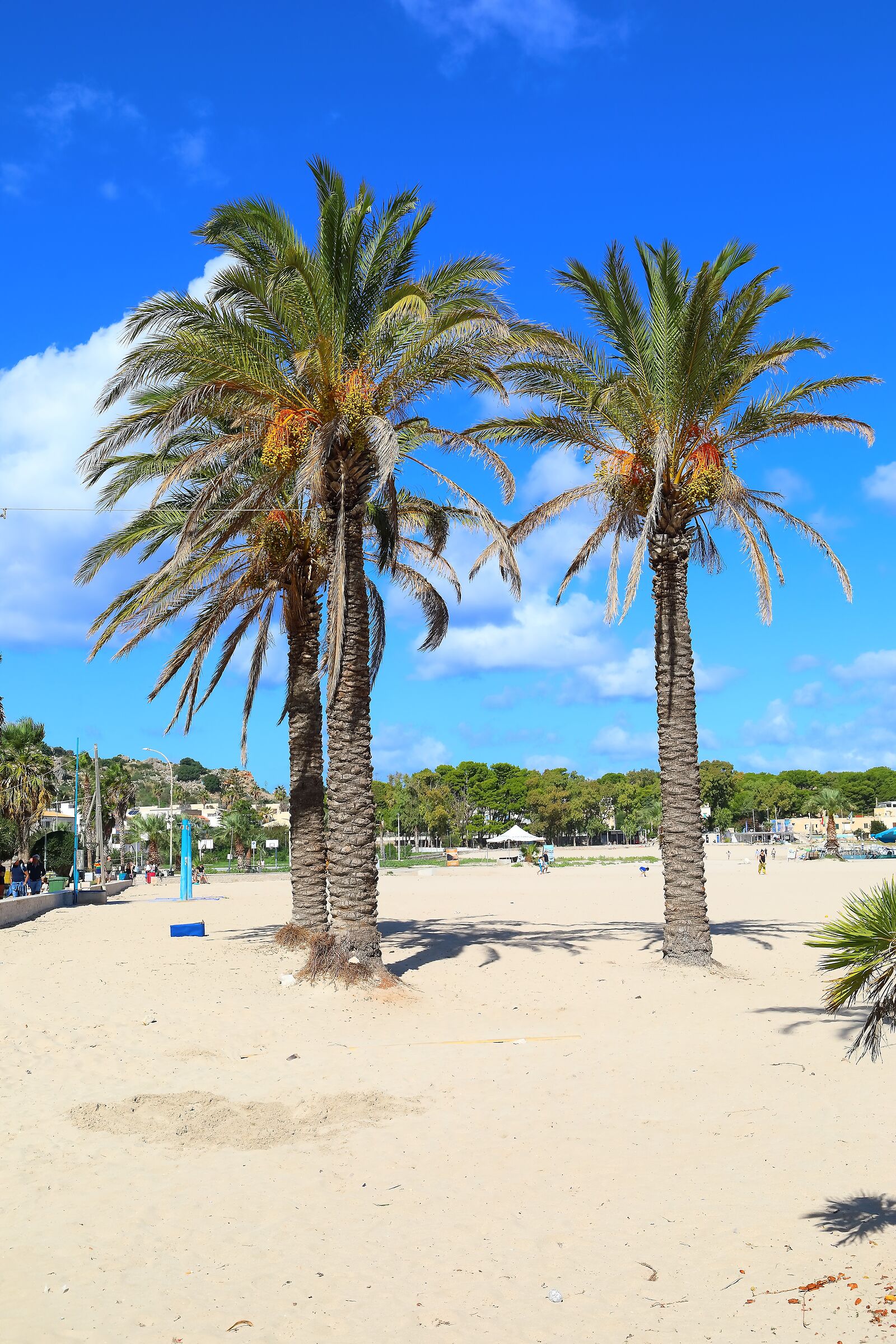 Palme 06 ottobre 2025 - 0338