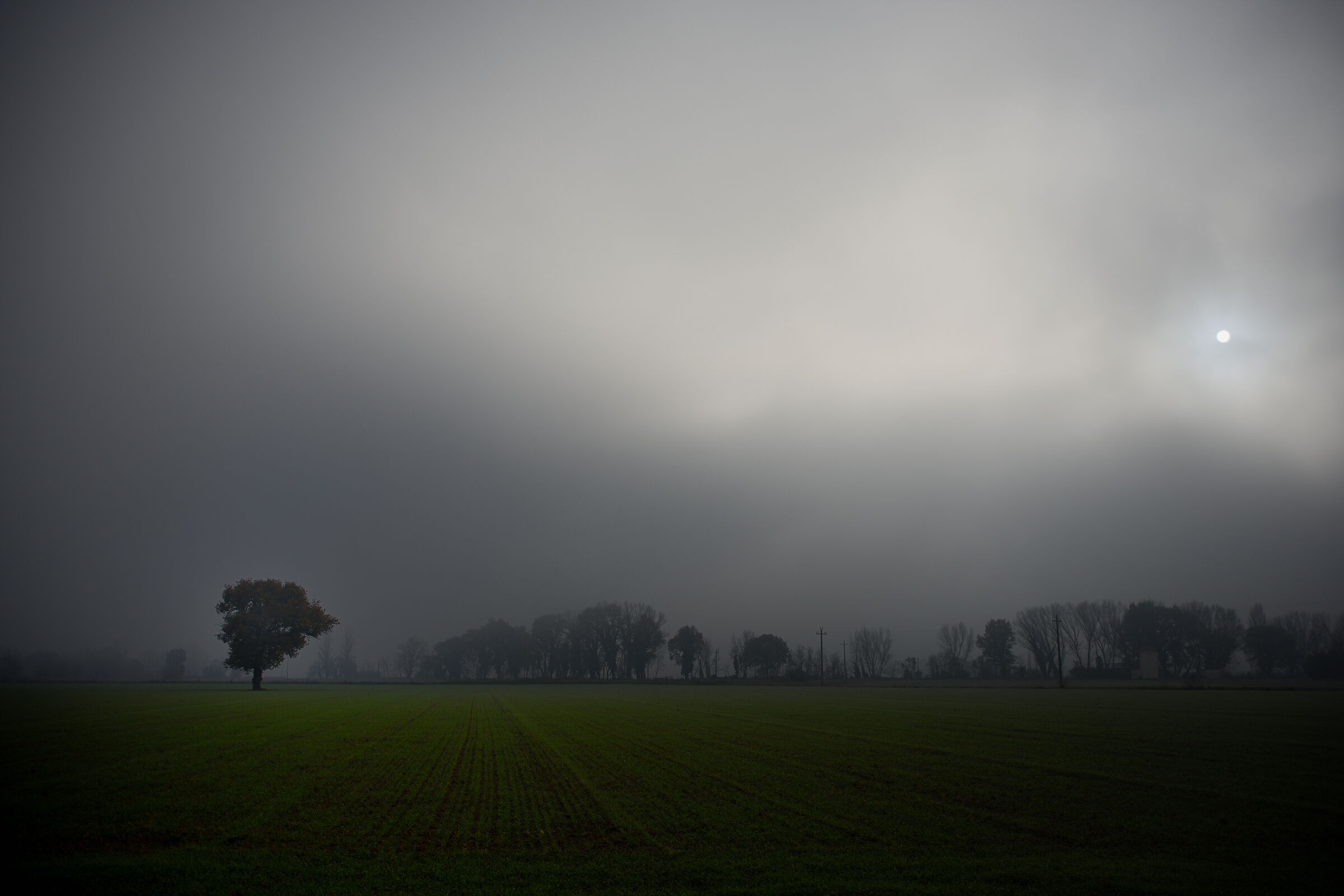 Fog, the sun and a tree.