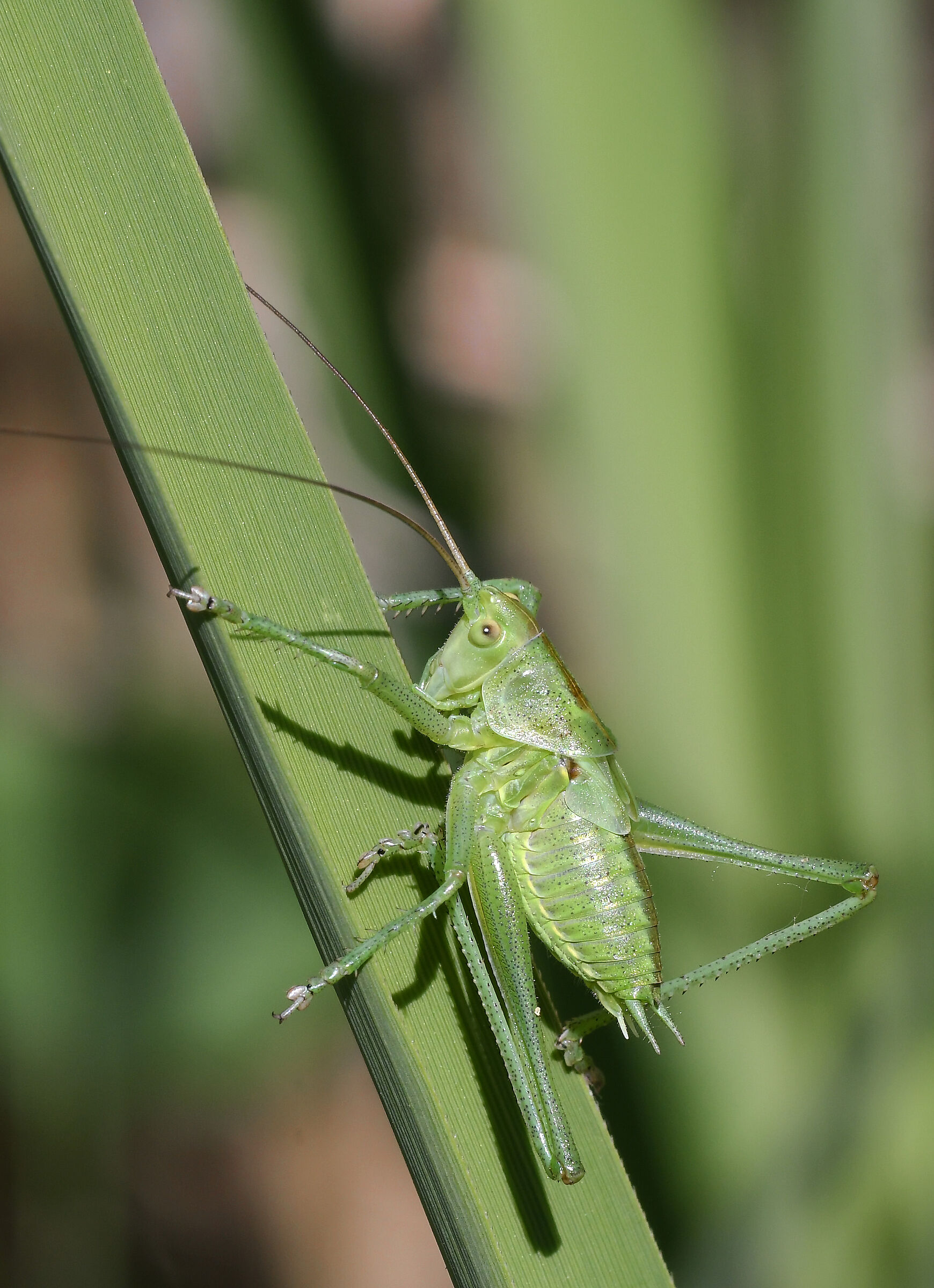 Green Locust (Tettigonia viridissima)