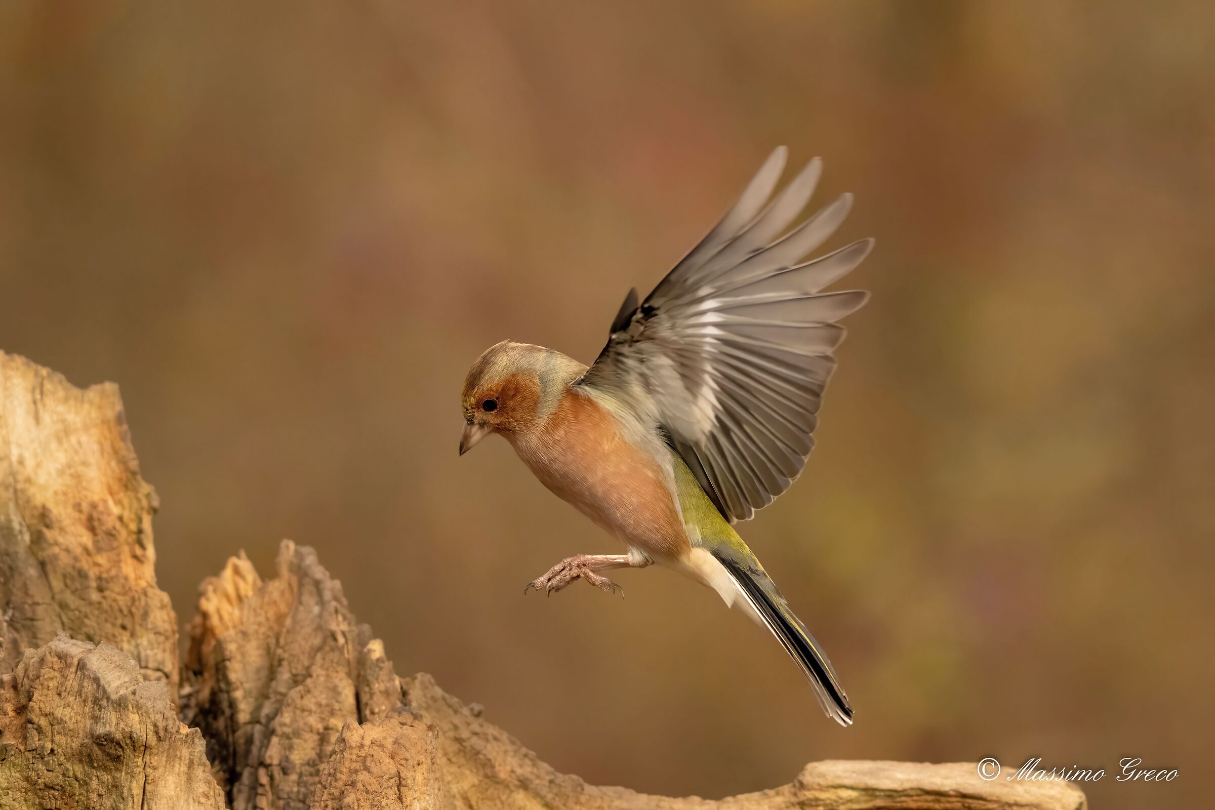 Chaffinch - Fringilla coelebs