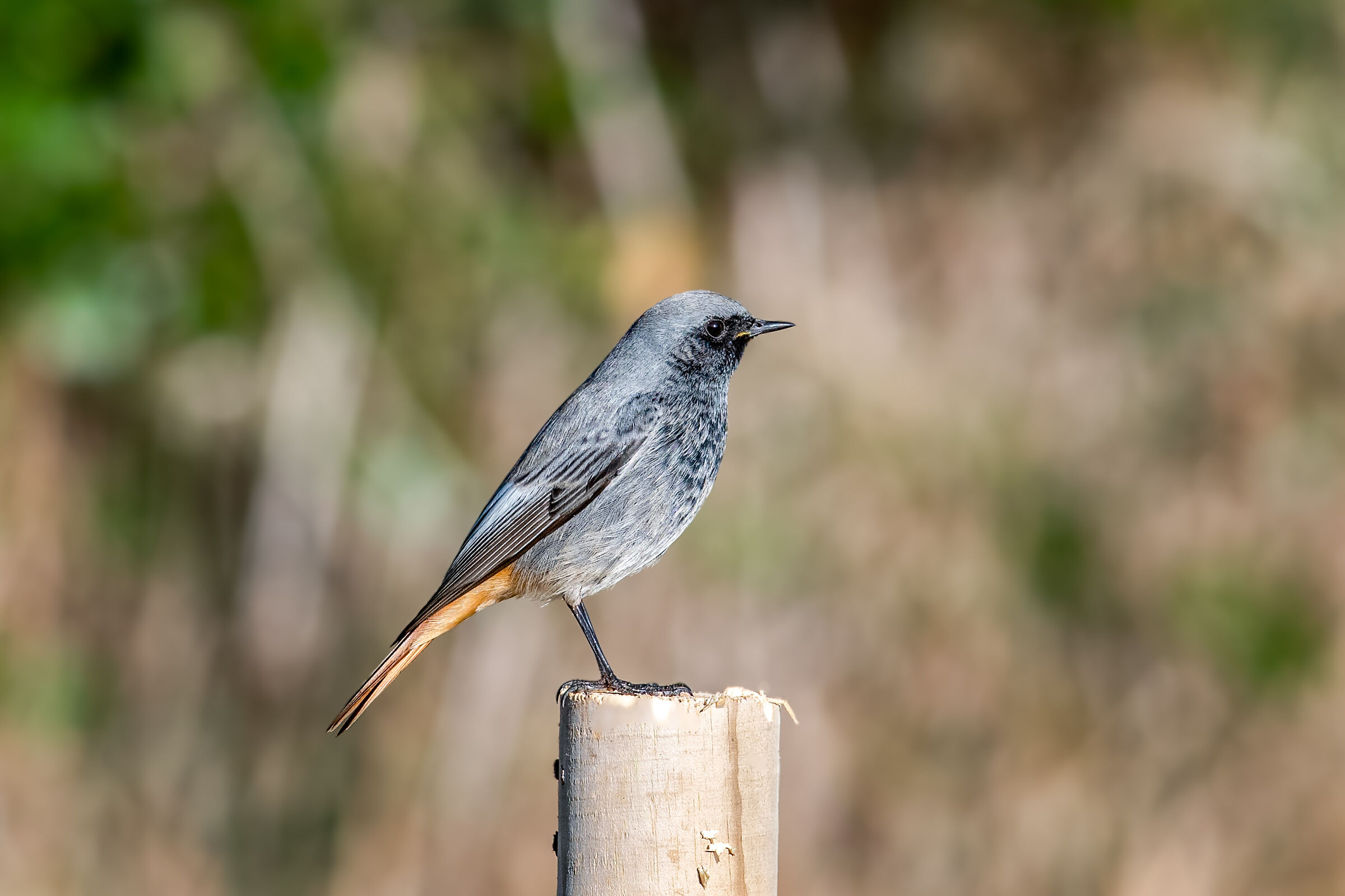 Codirosso spazzacamino
