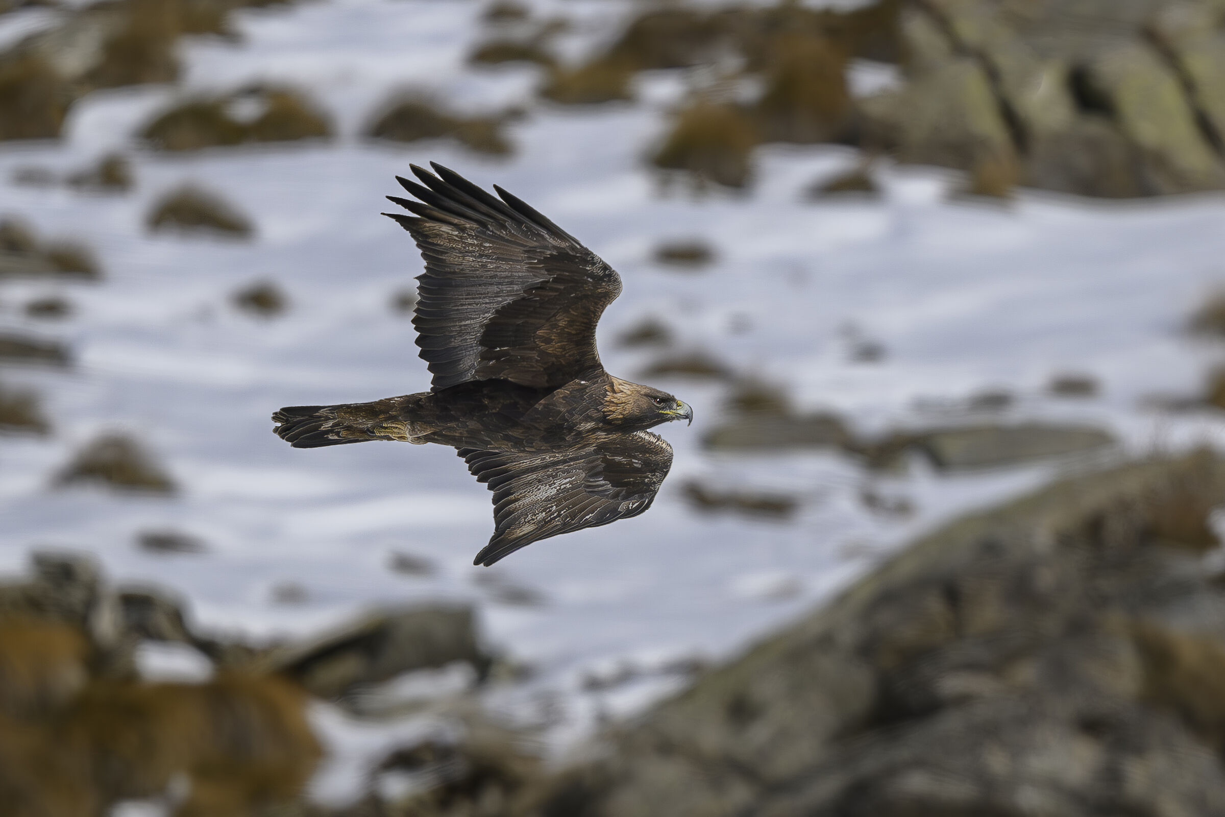 Aquila reale
