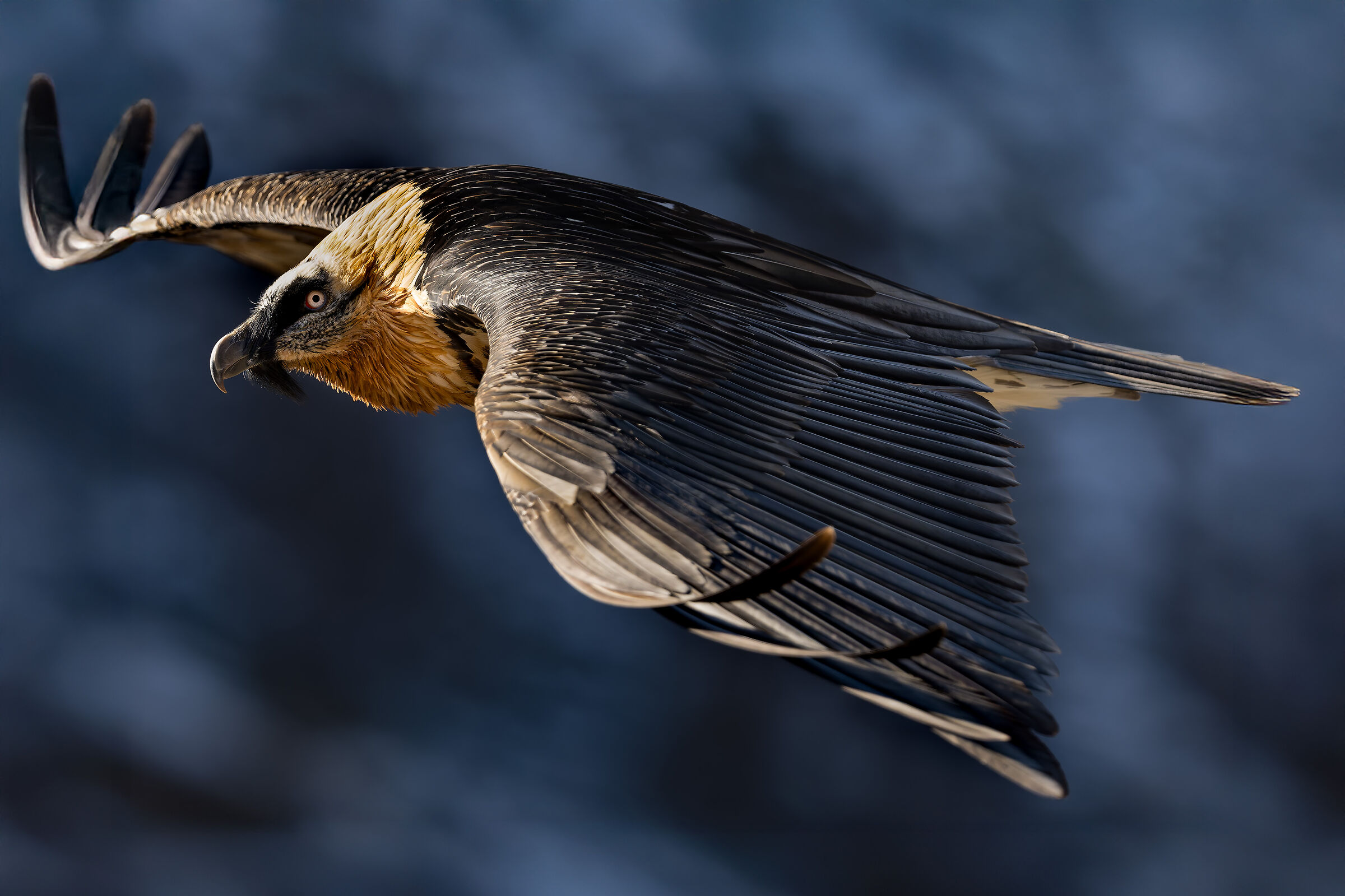 Gypaetus Barbatus - Parco Nazionale Gran Paradiso