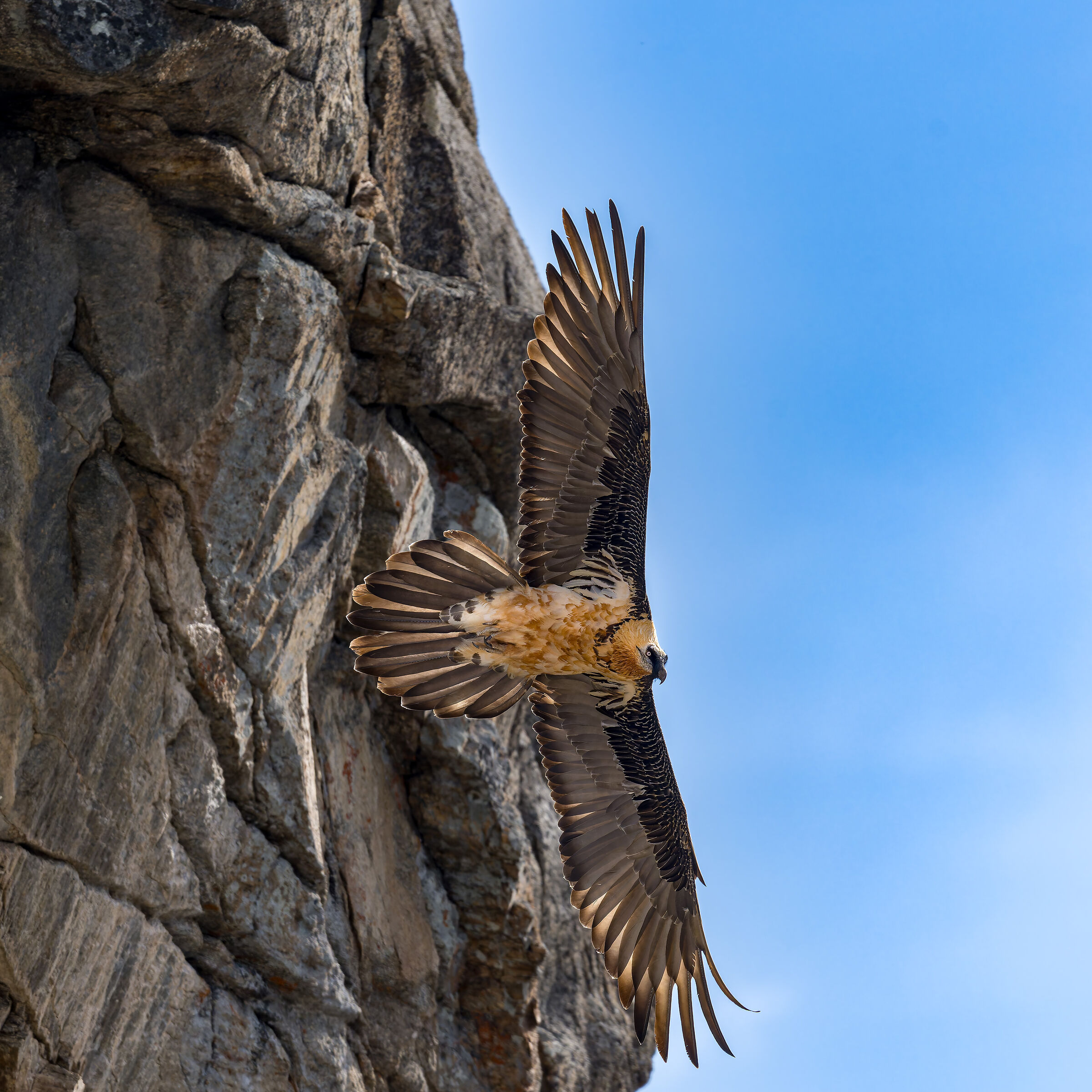 Gypaetus Barbatus - Parco Nazionale Gran Paradiso