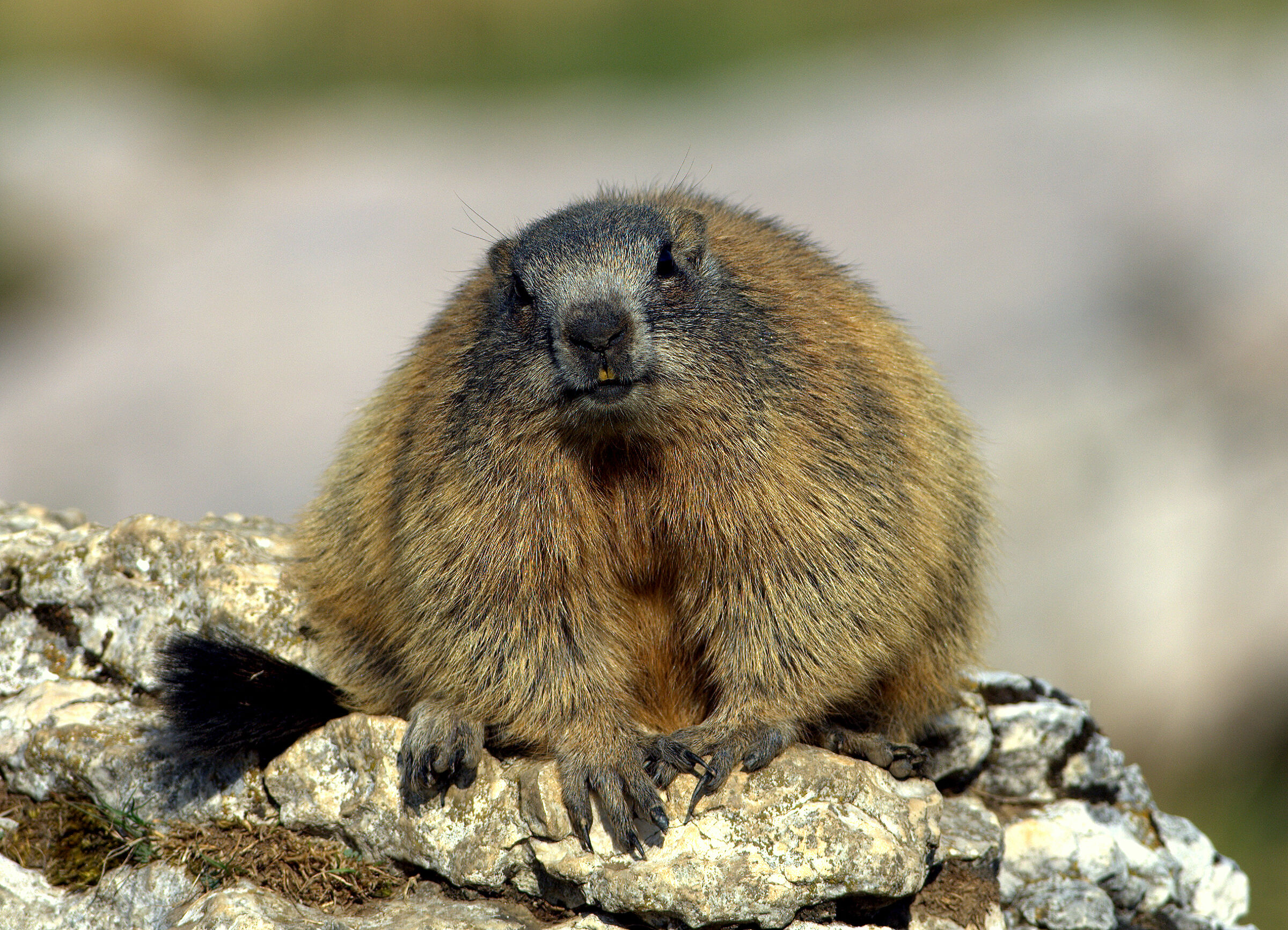 Marmotta "preparata" per l'inverno