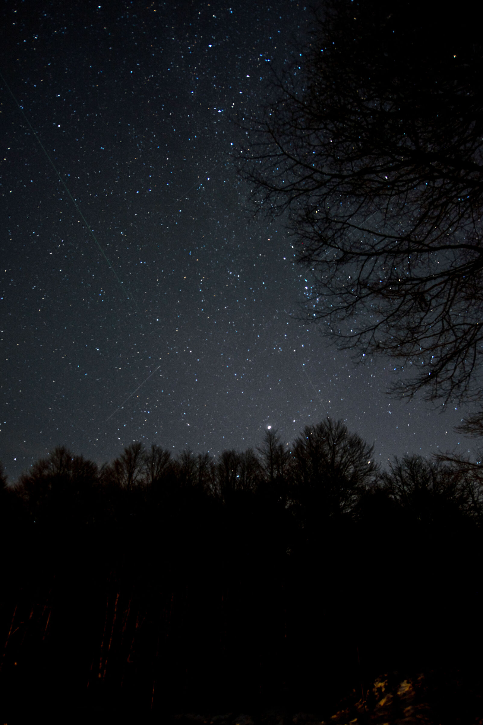 Paesaggio stellato nel bosco