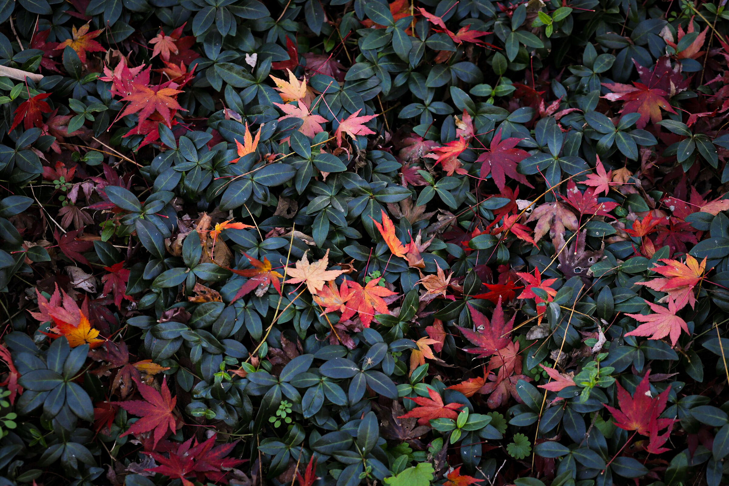 Stanco autunno
