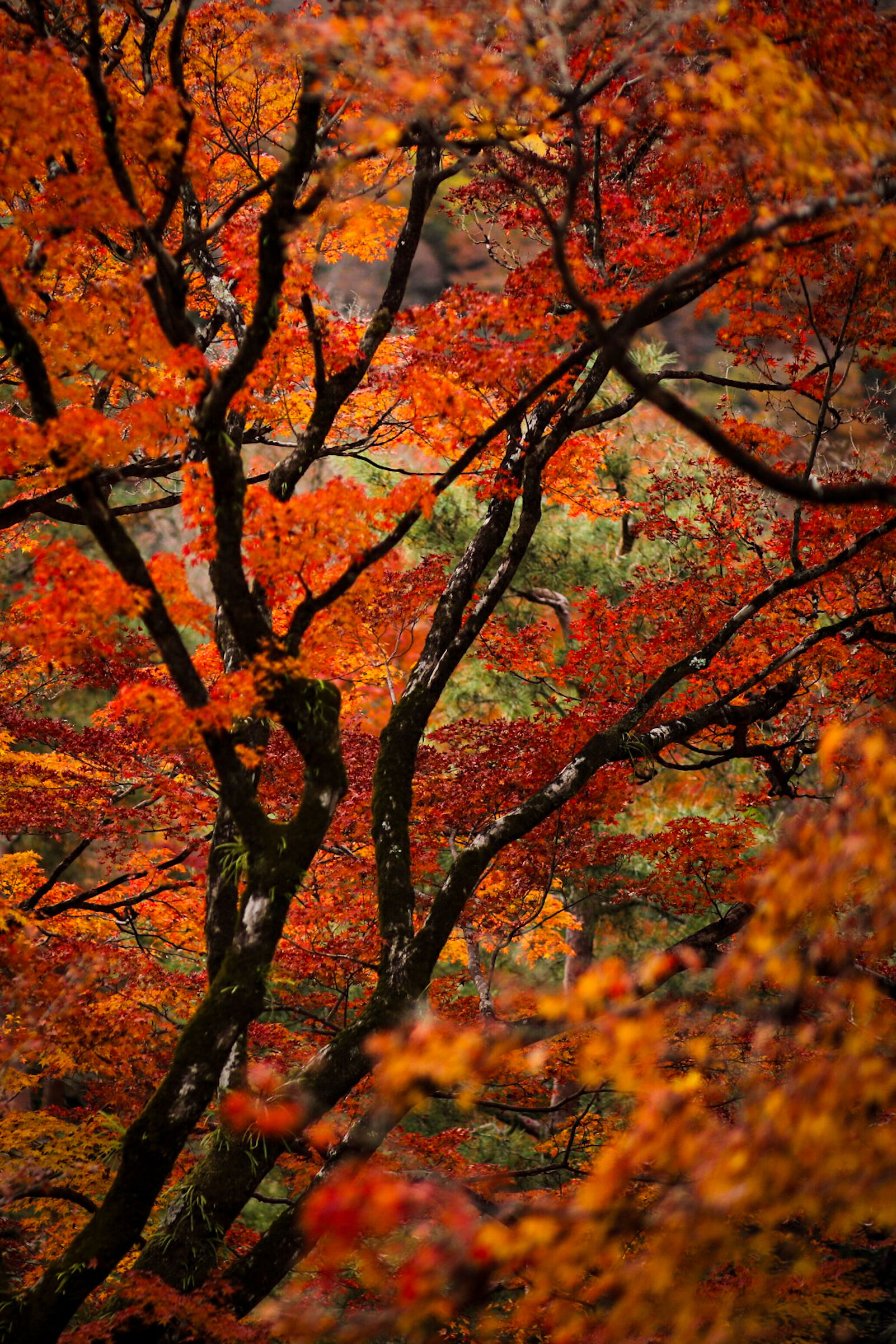 Rossa Kyoto