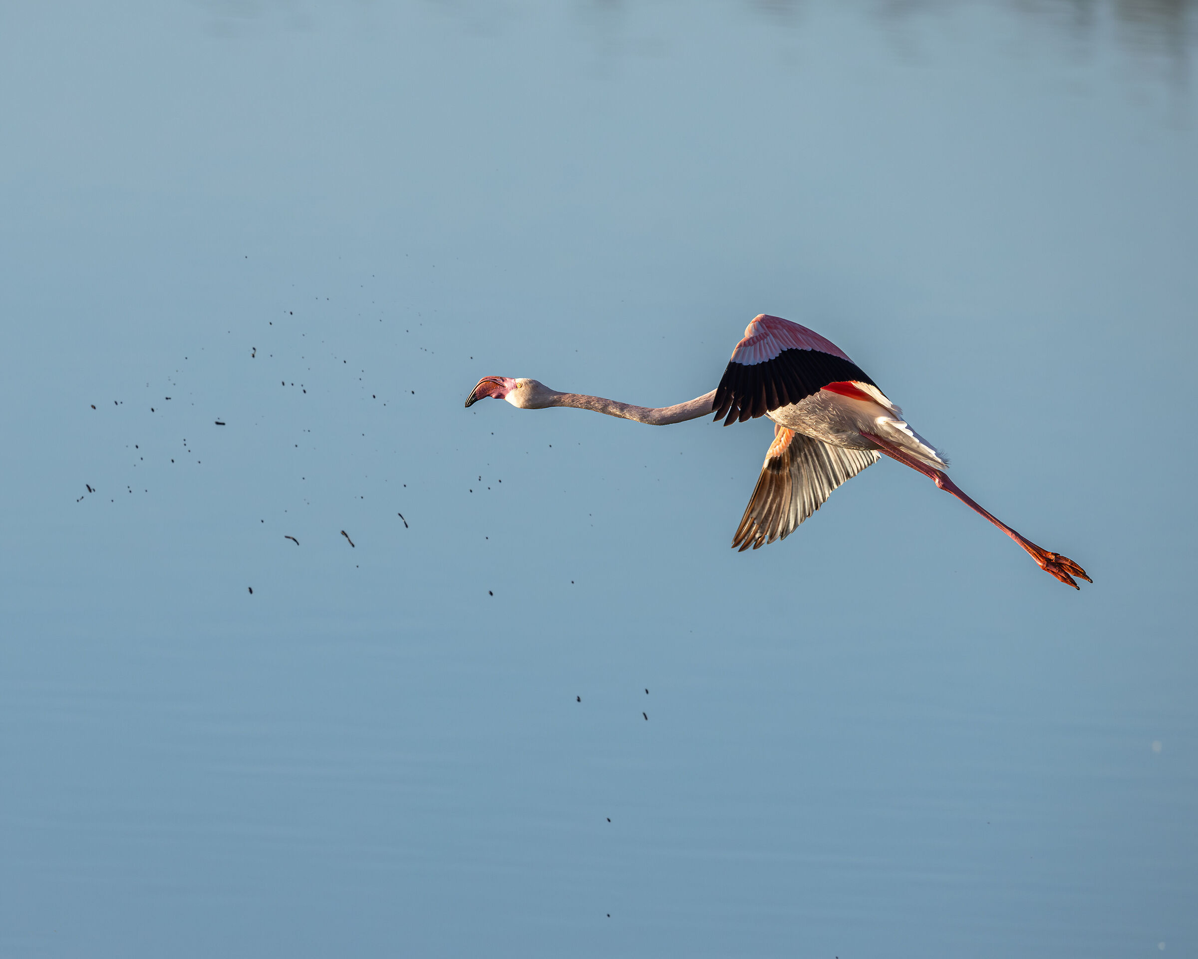 Flamingo in flight