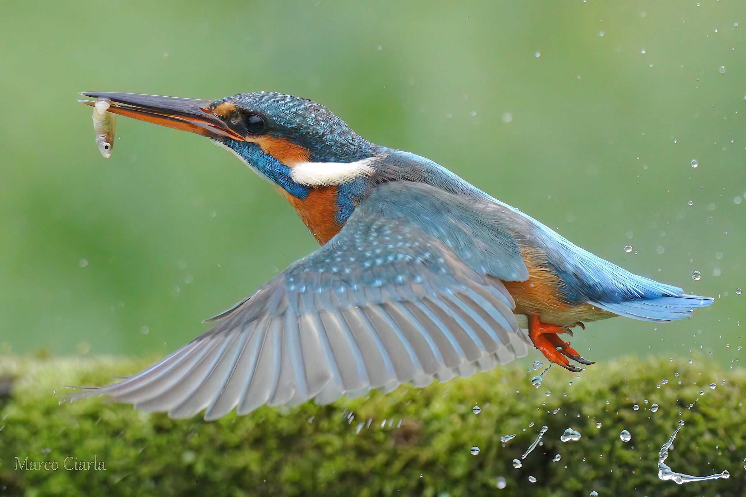 Kingfisher