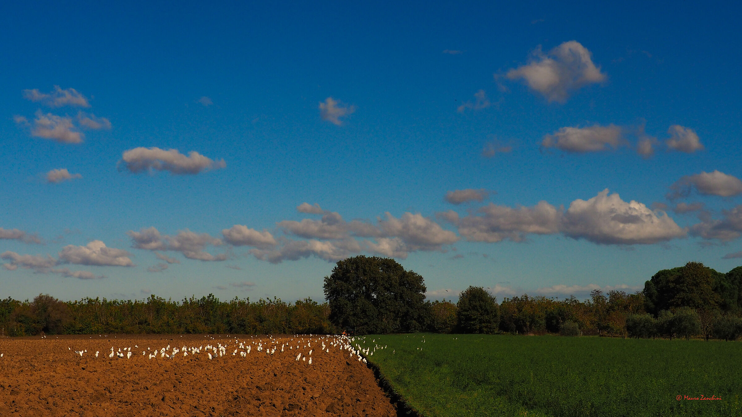 Autumn contrasts