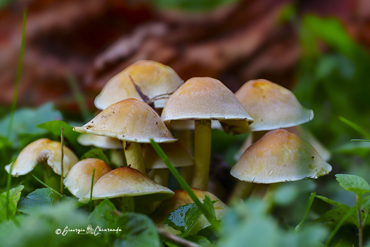 Hypholoma fascicularei