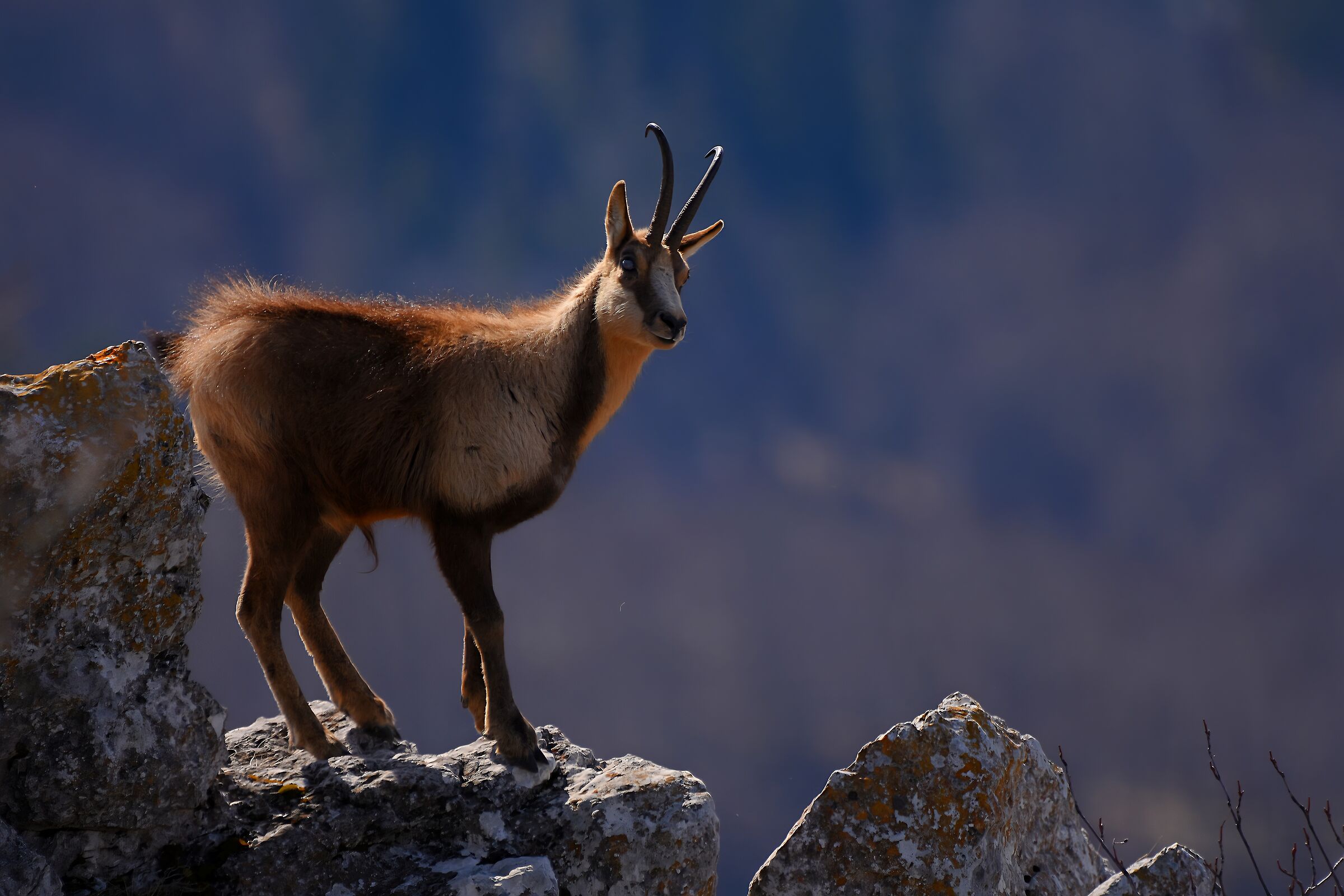 Camoscio d'Abruzzo