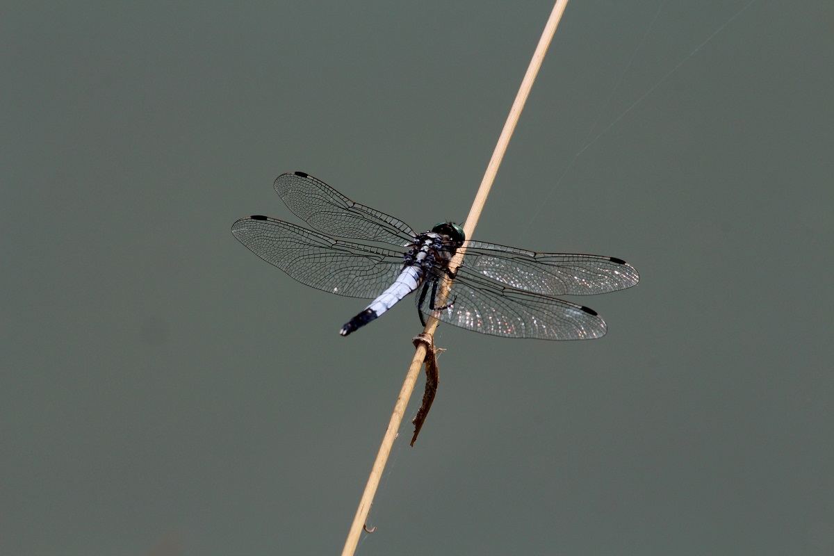 Libellula