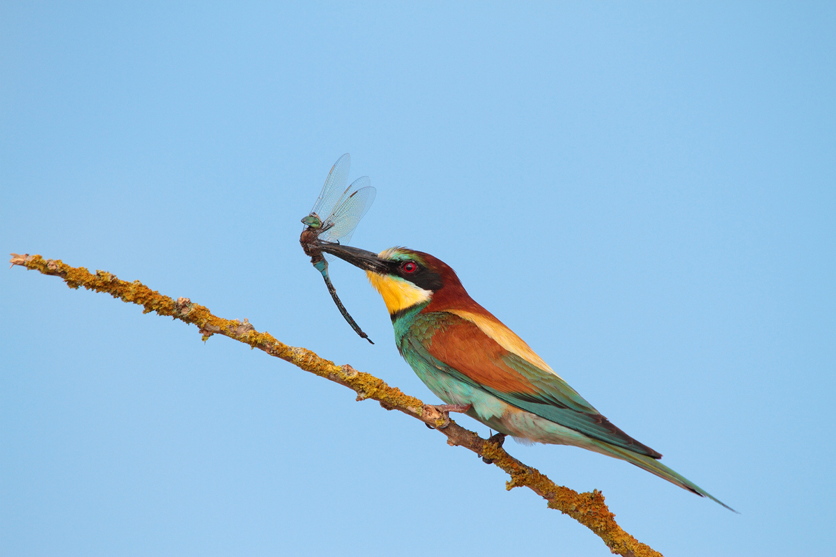 Bee-eater with Dragonfly