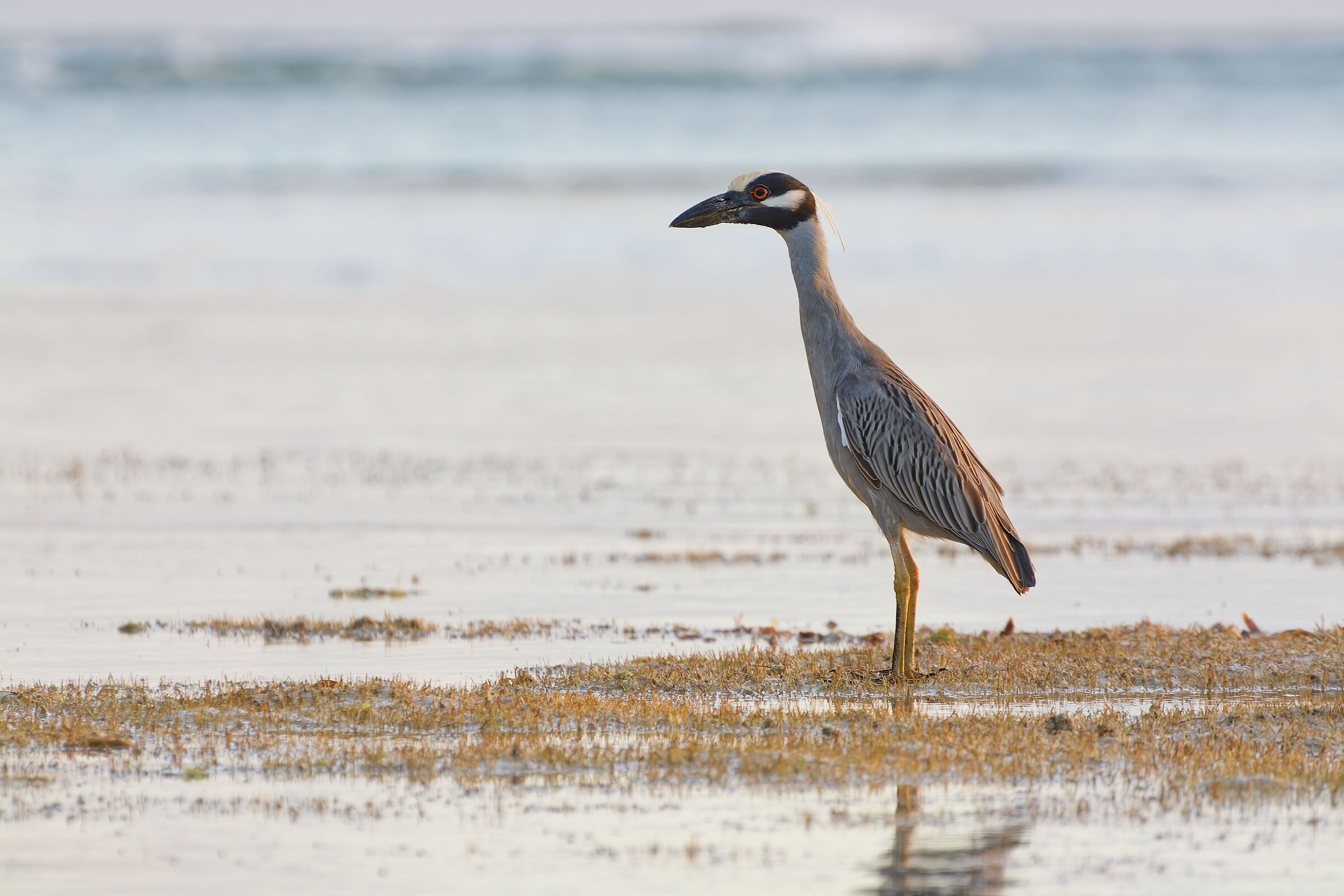 Bihoreau violacé - Marie Galante