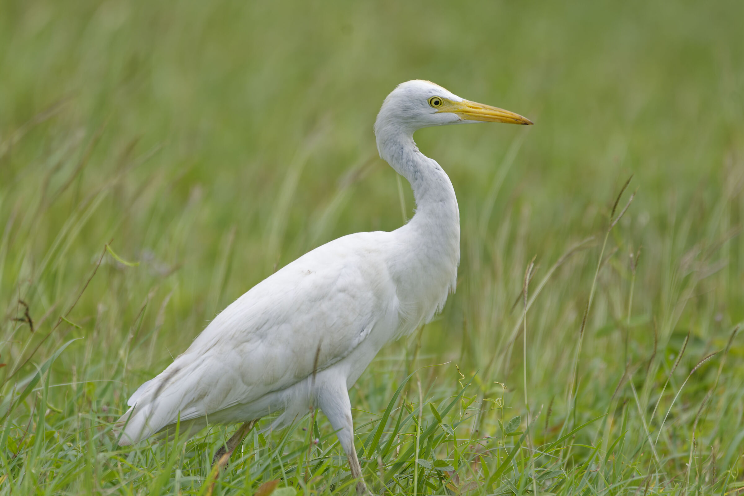 Grande Aigrette (Ardea alba) - Marie Galante