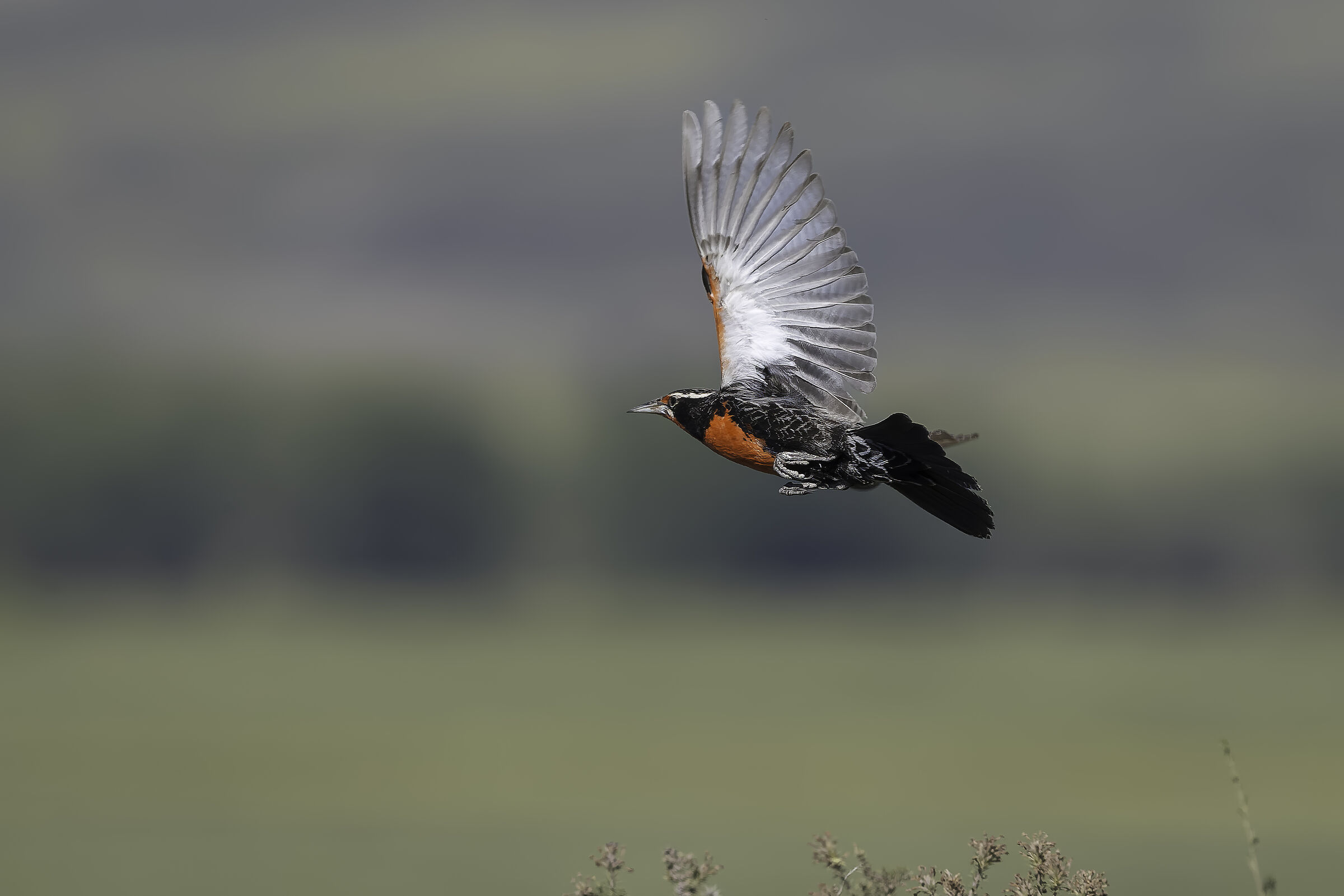 Loica comune (Leistes Loyca)