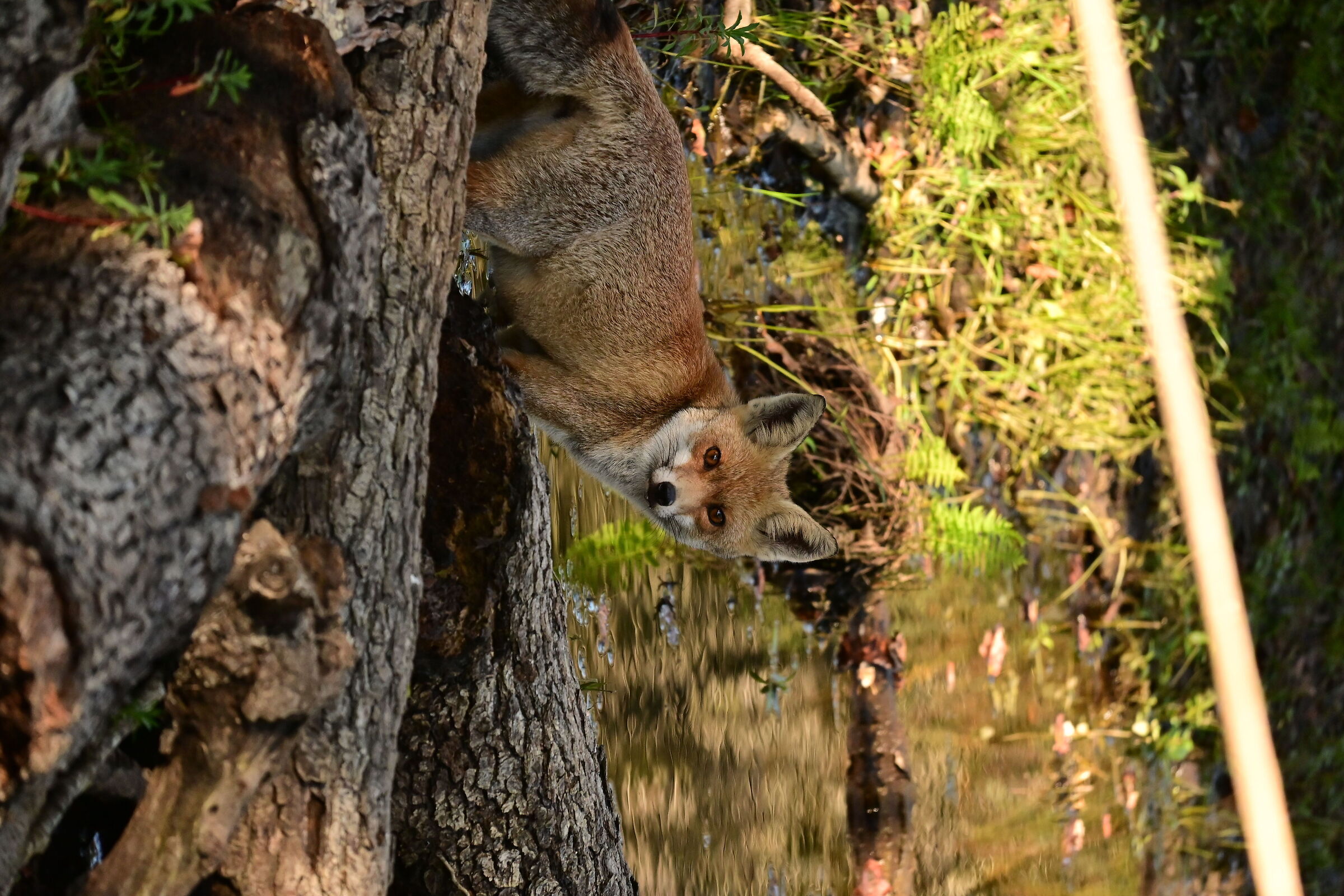 Vulpes vulpes