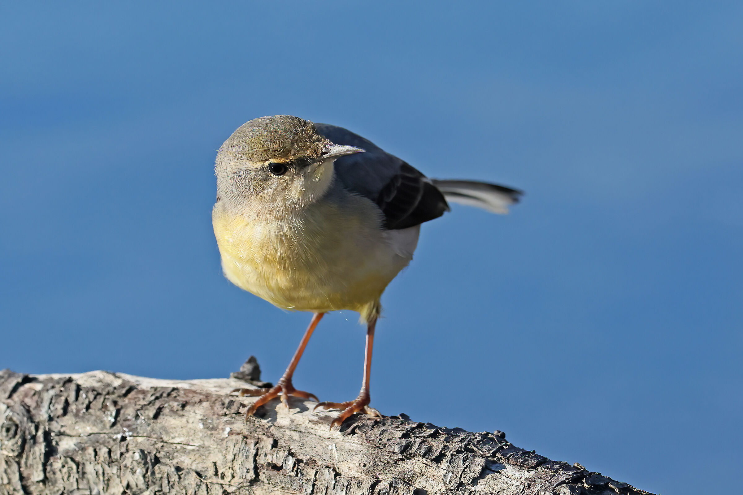 grey wagtail