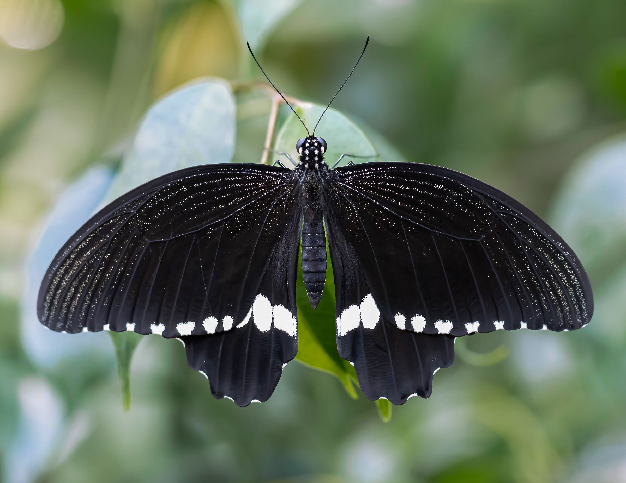 From the home of tropical butterflies