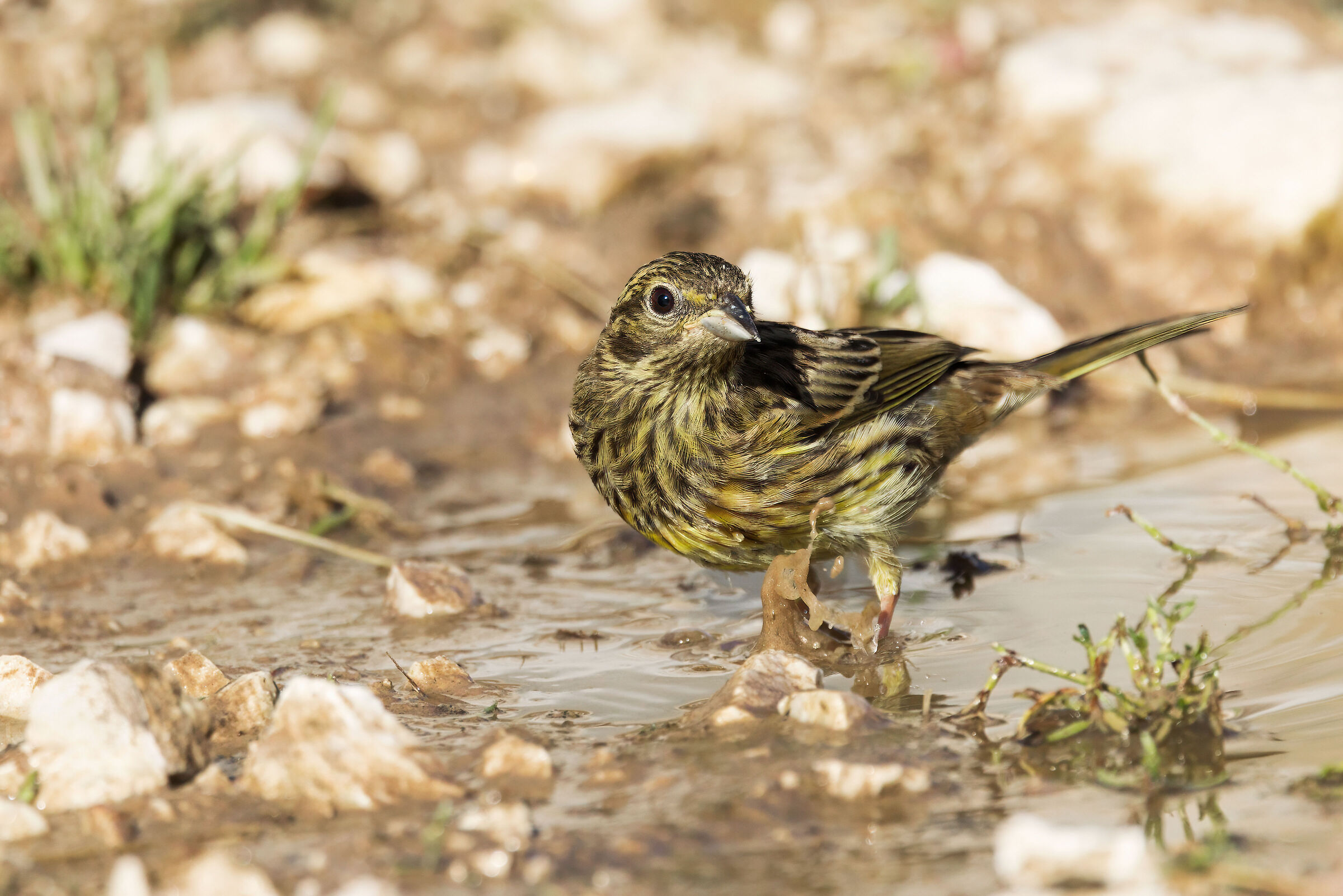 Zigolo nero (Emberiza cirlus)
