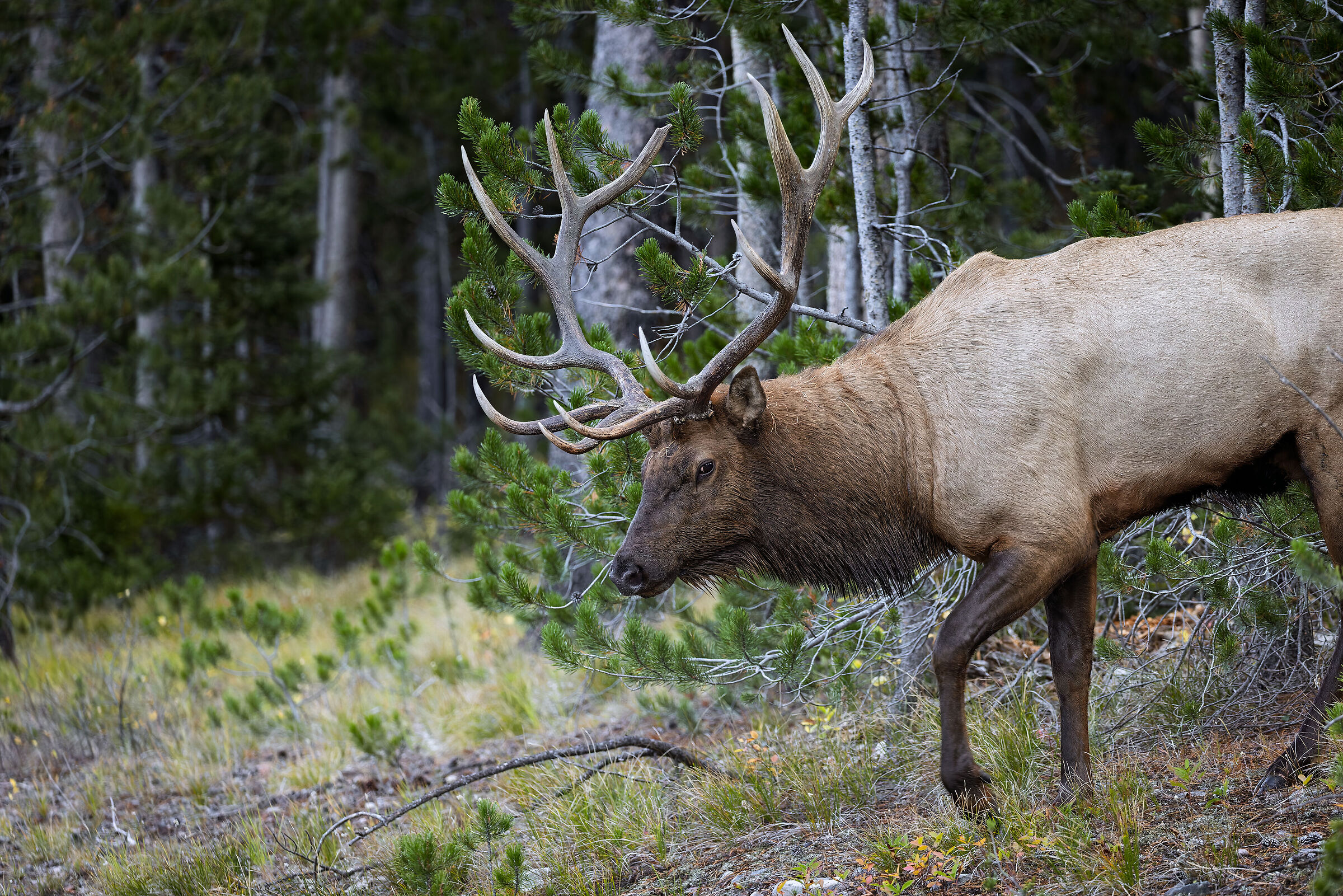 The king of the forest