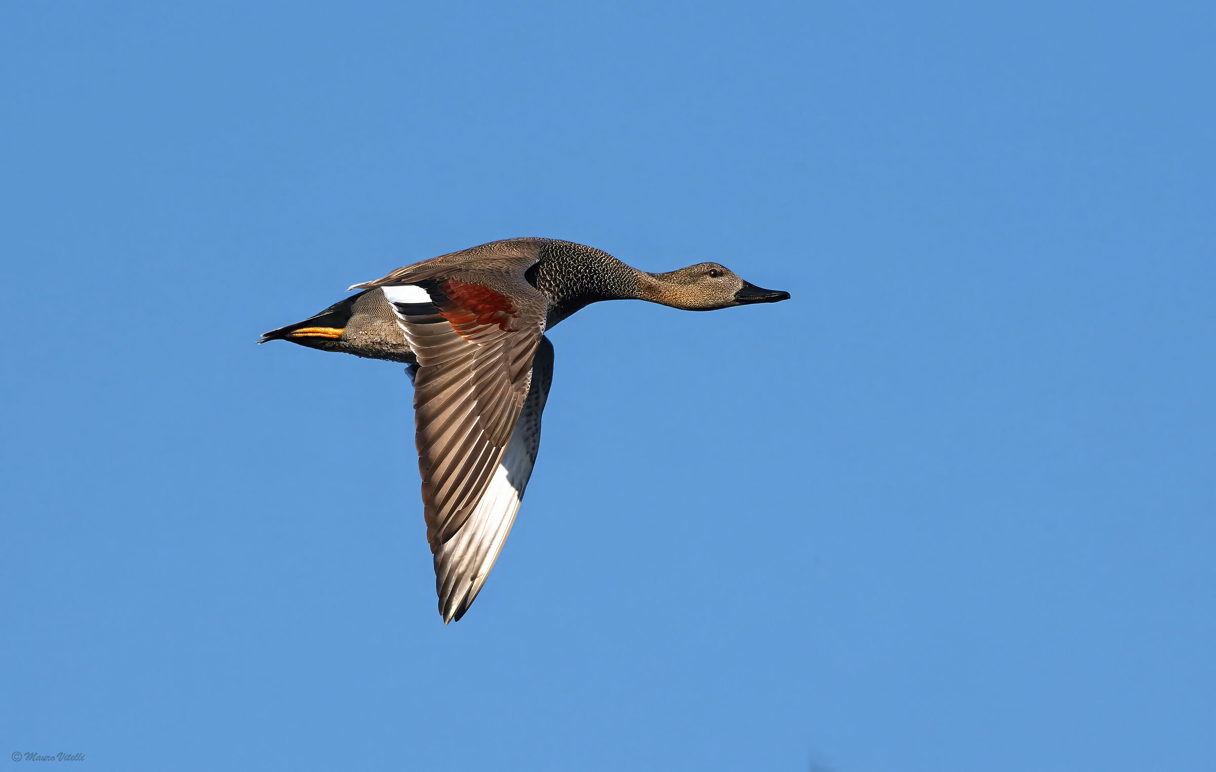 Gadwall (m) Anas strepera)