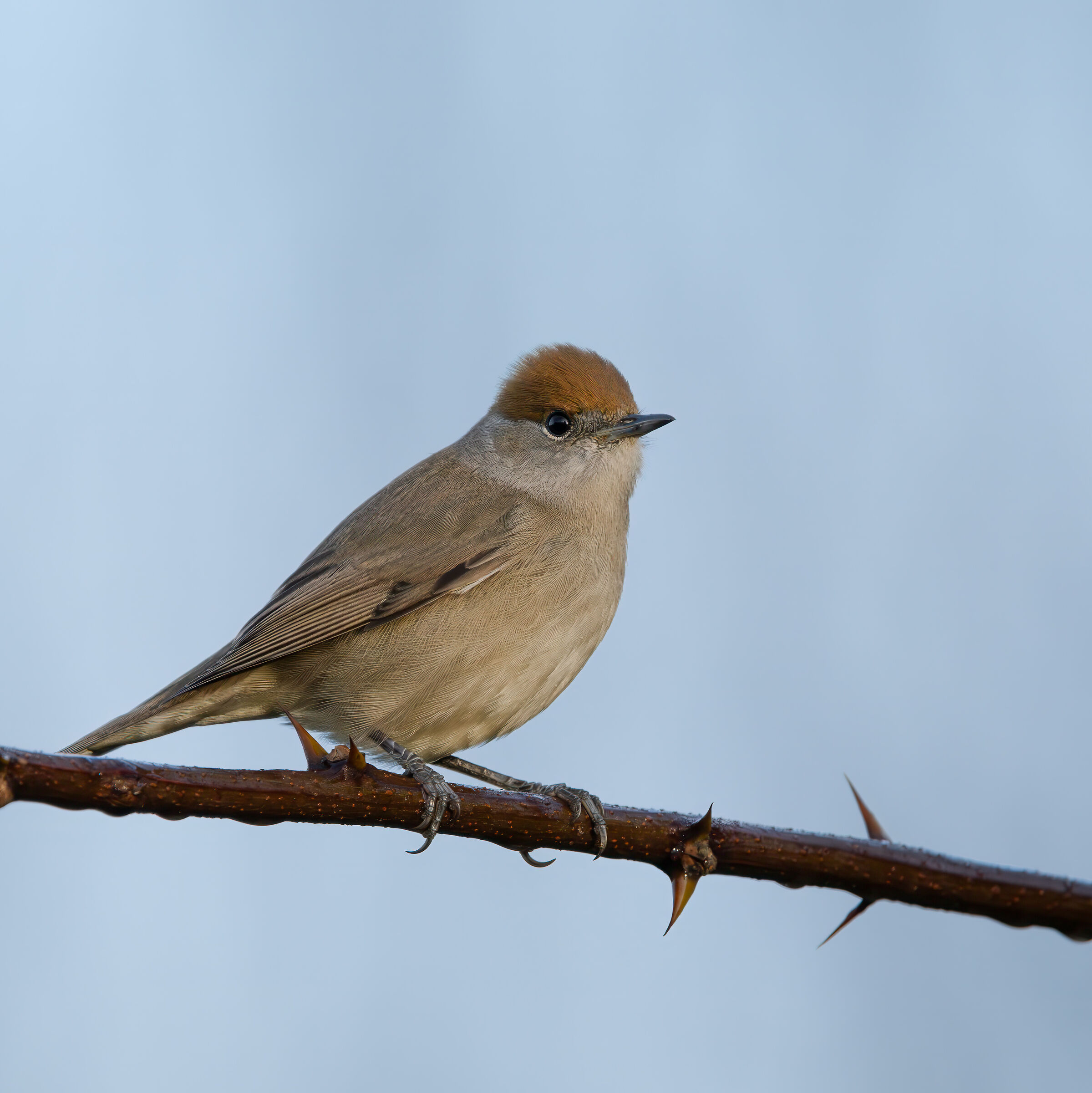 Blackcap