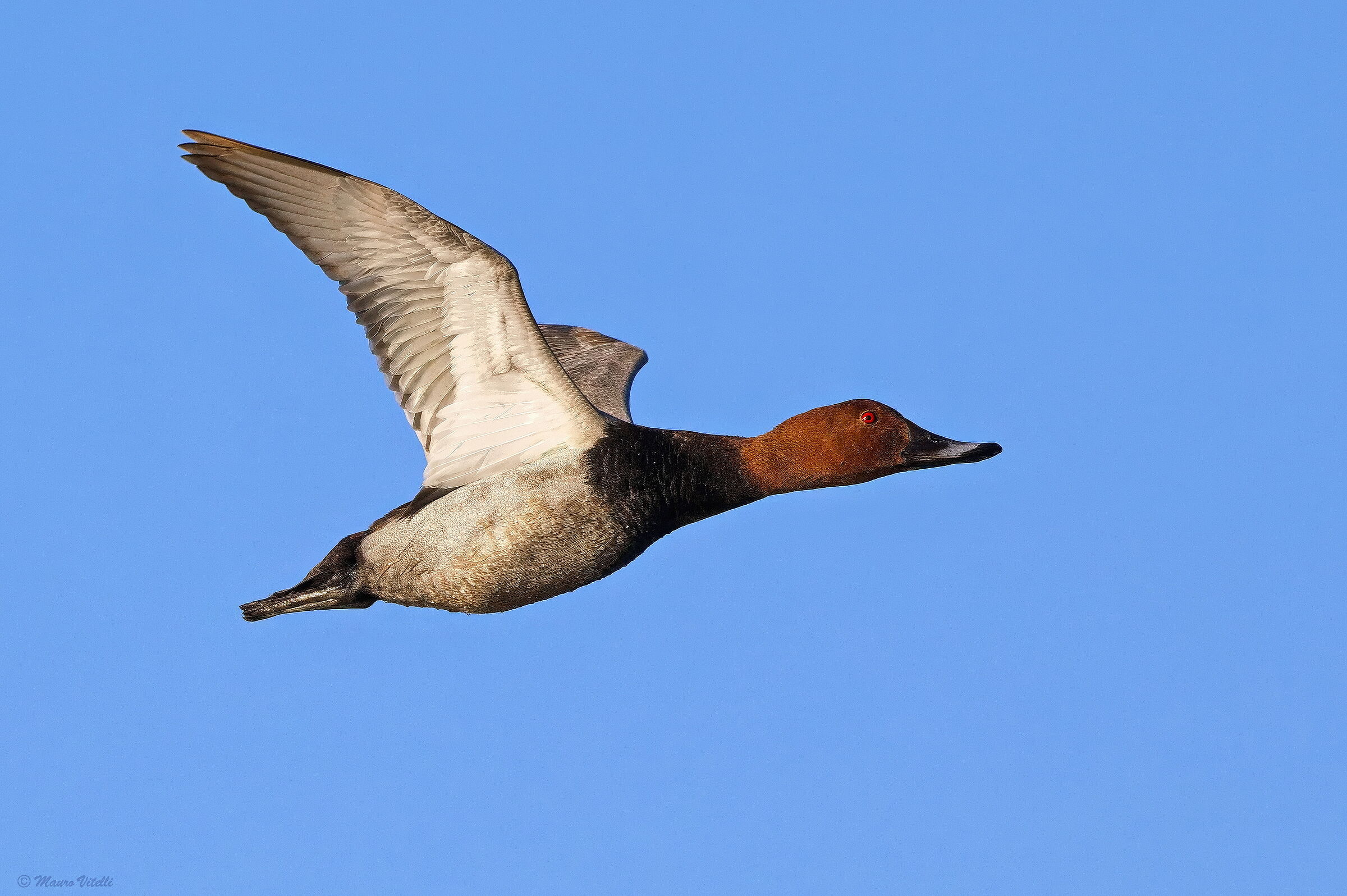 Pochard (m) Aythya ferina)
