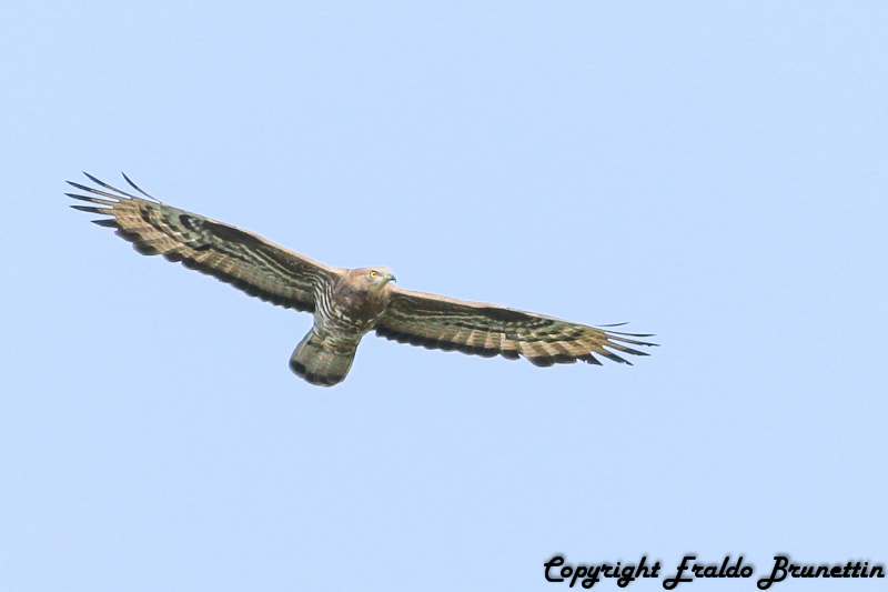 Buzzard