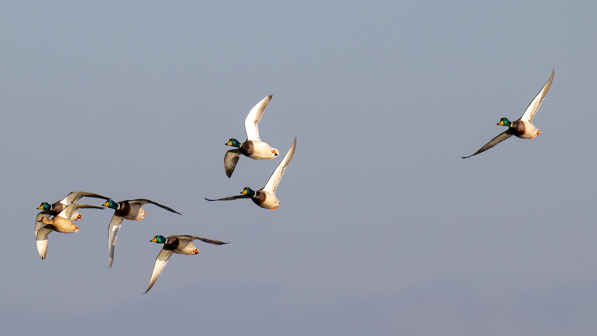 Mallards