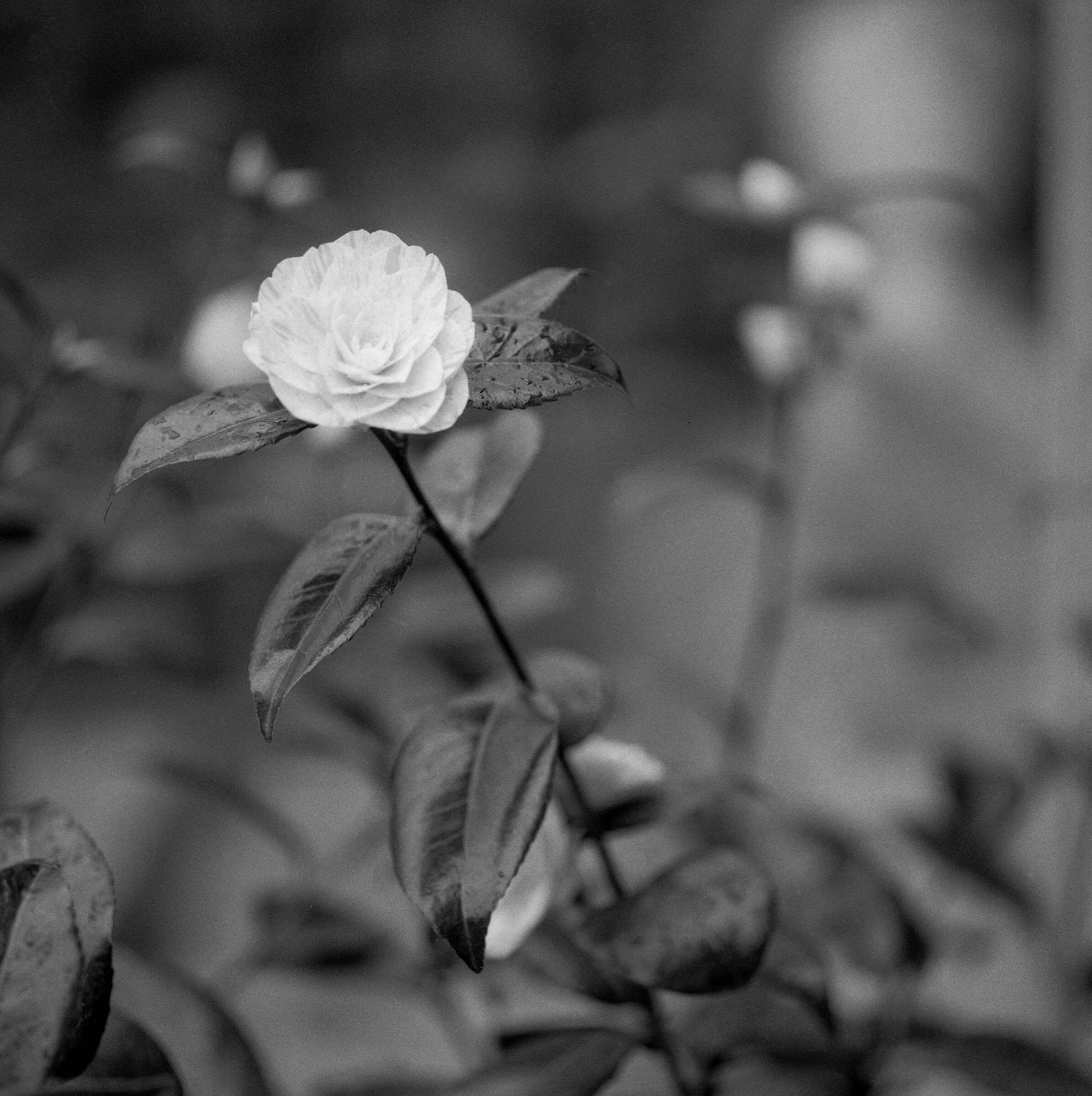 UNTITLED