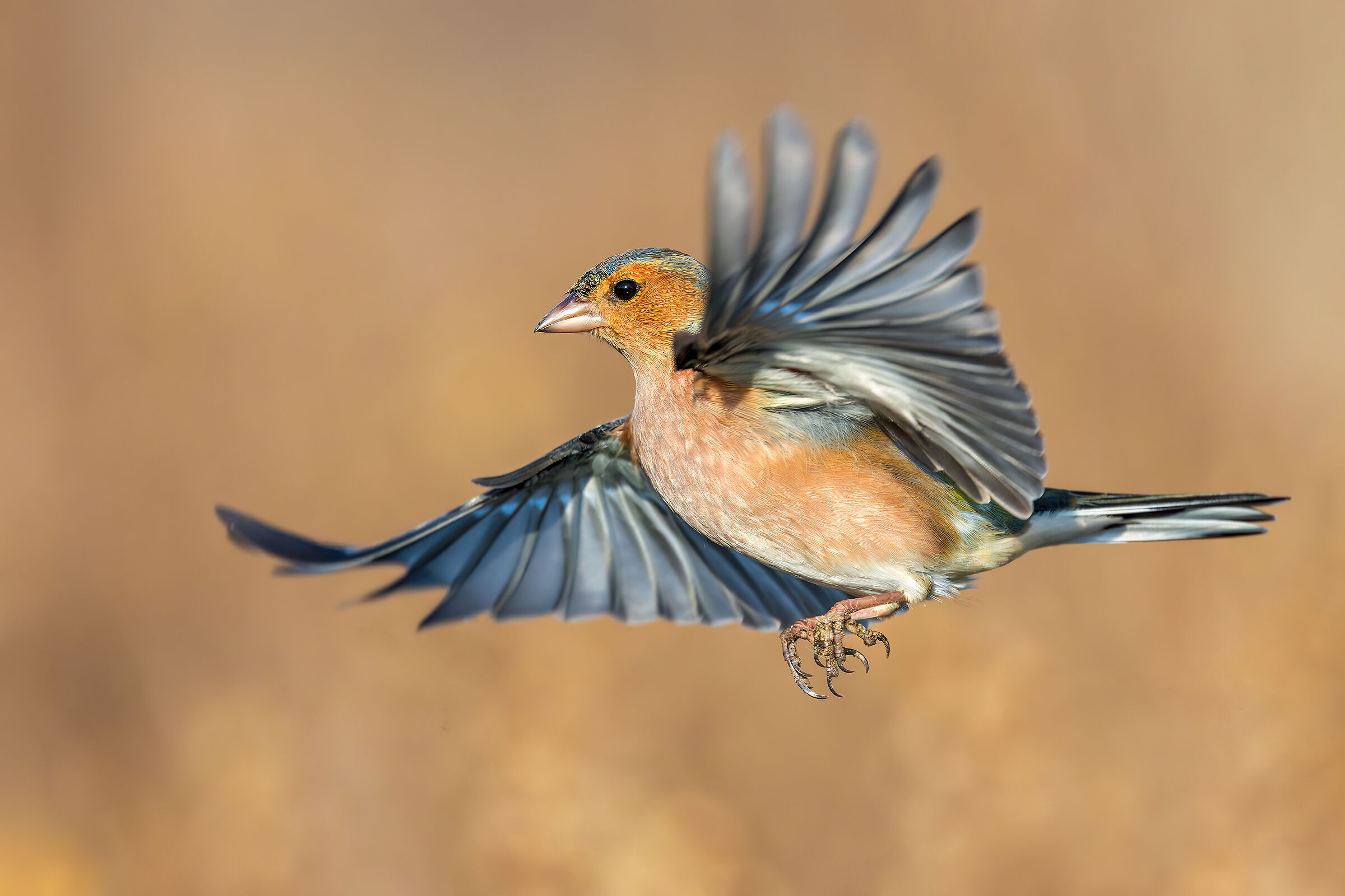Chaffinch