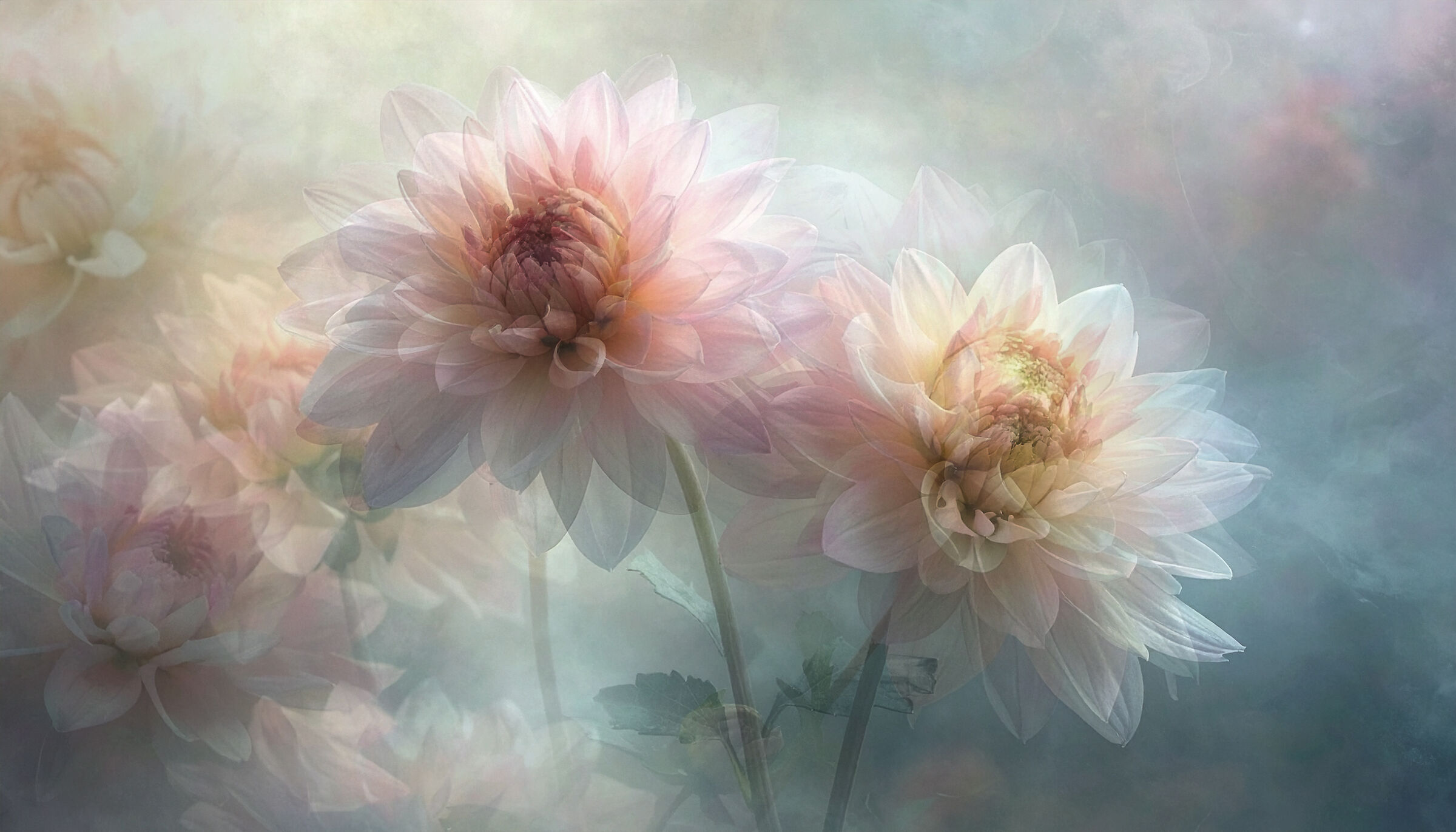 CHRYSANTHEMUMS, the flowers of remembrance