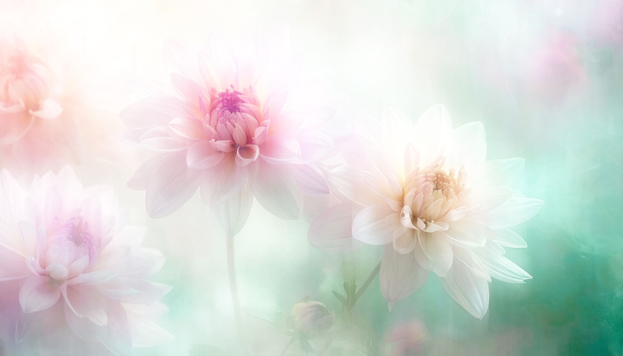 CHRYSANTHEMUMS, the flowers of remembrance