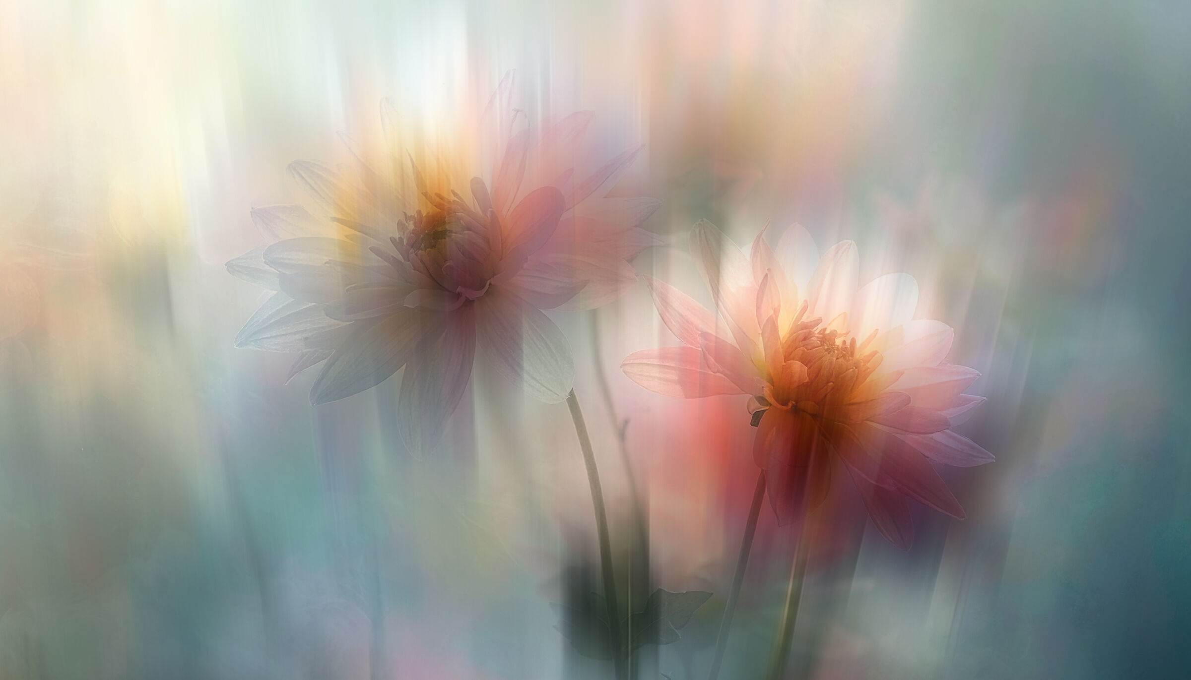 crisantemi, i fiori del ricordo